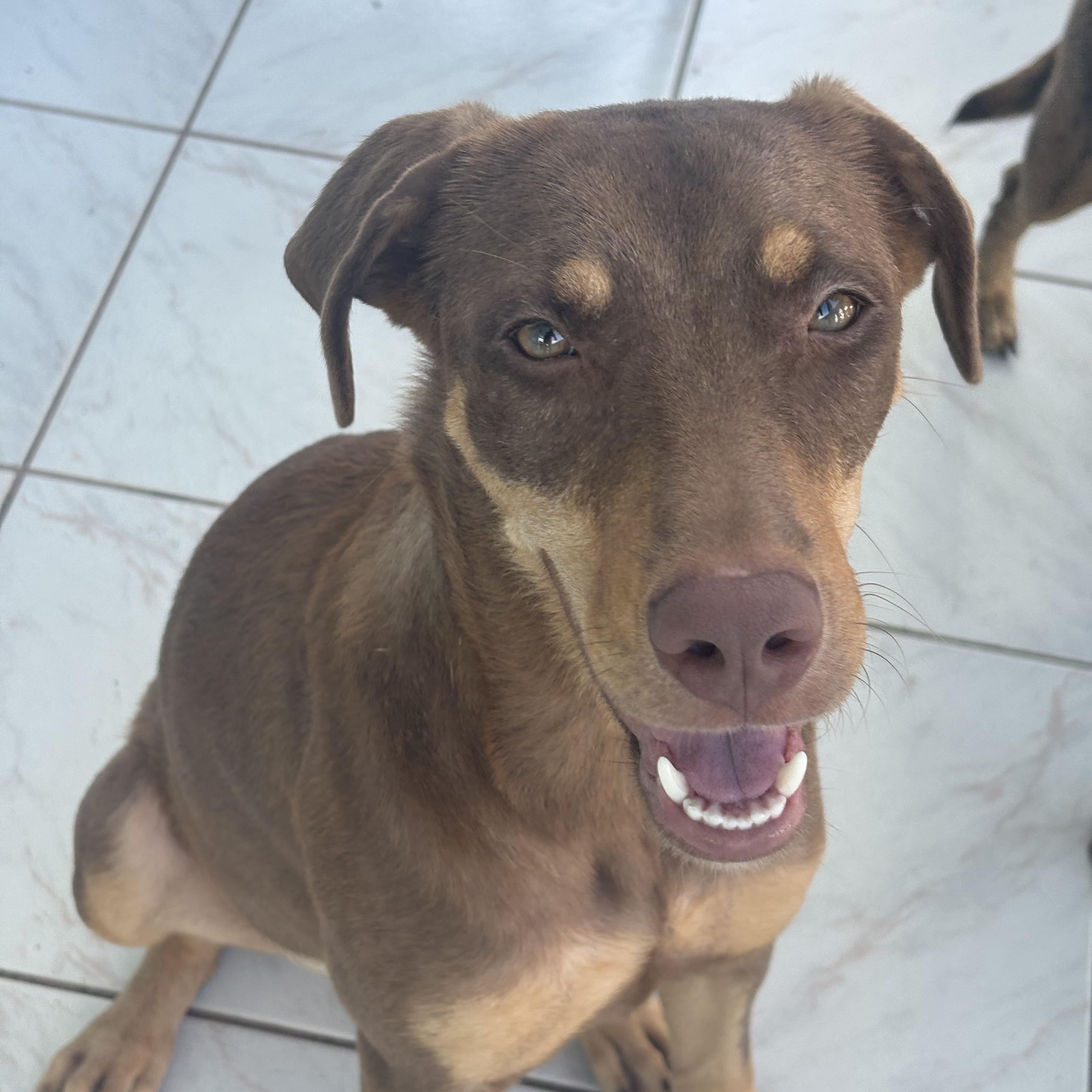 Enlarge Daisy, an adoptable mixed breed in Glen Rock, NJ image 1/5