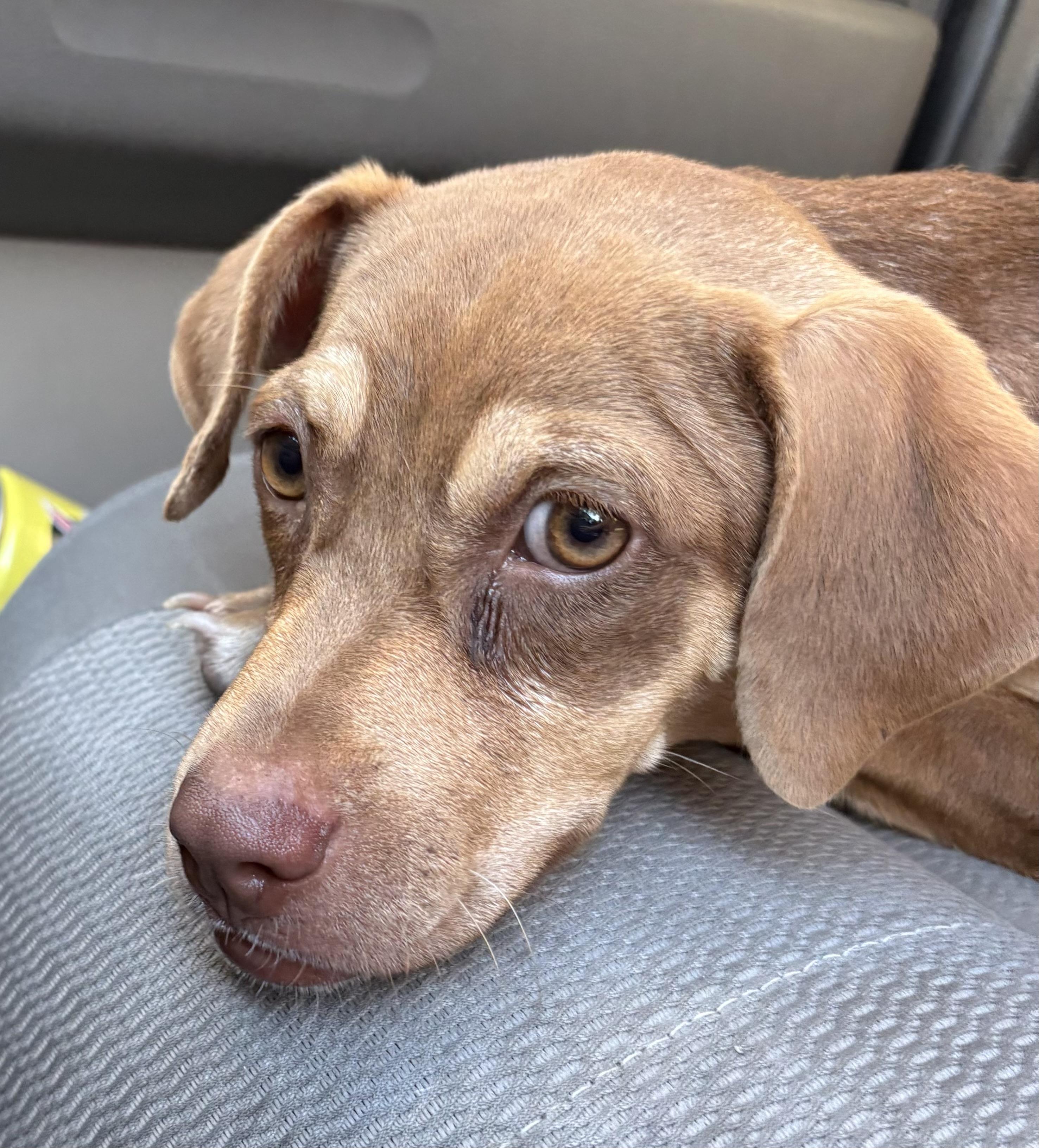 Toffee (Daisy) thumbnail 3