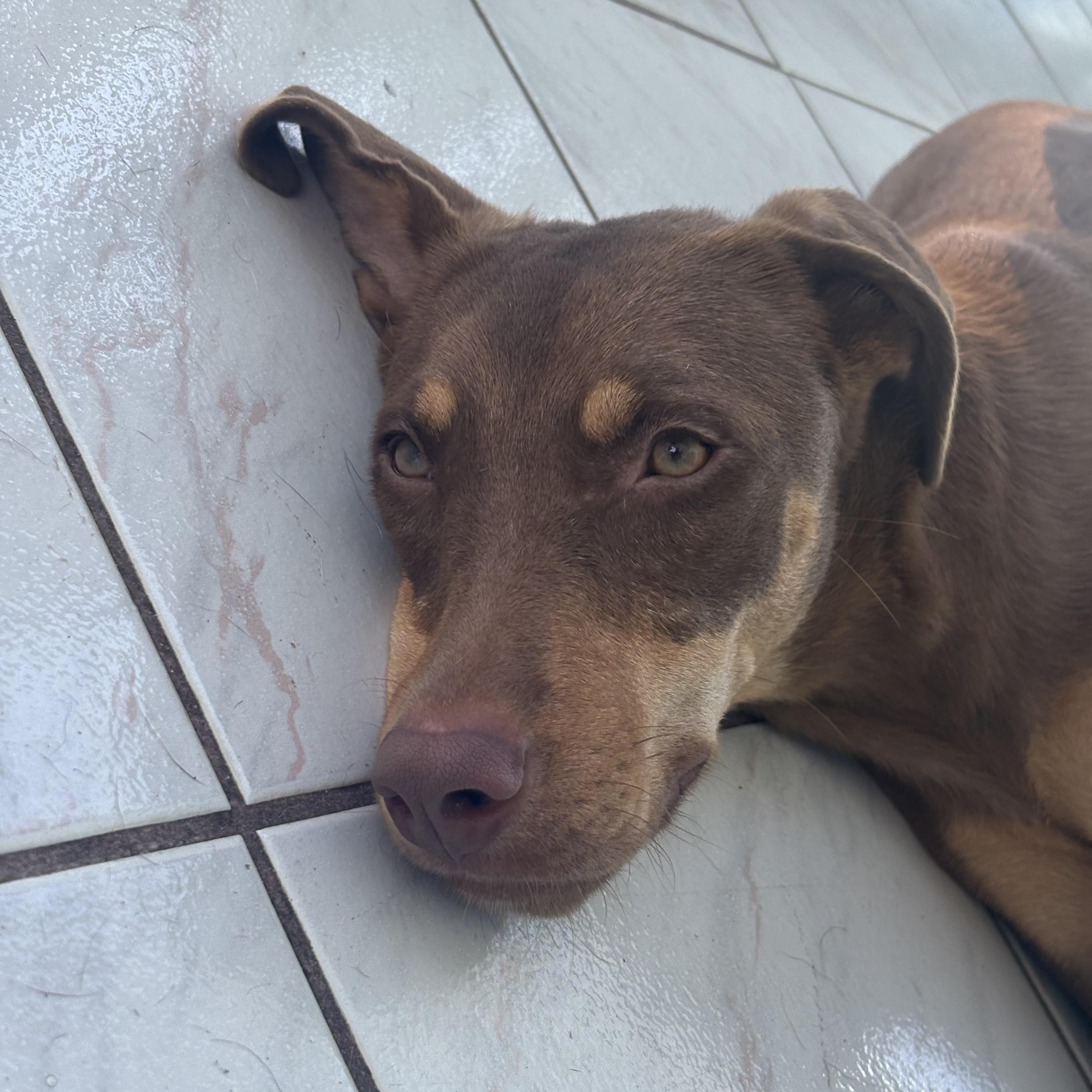 Enlarge Daisy, an adoptable mixed breed in Glen Rock, NJ image 3/5