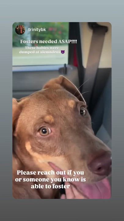 Enlarge Toffee, an adoptable mixed breed in Glen Rock, NJ video 2/2