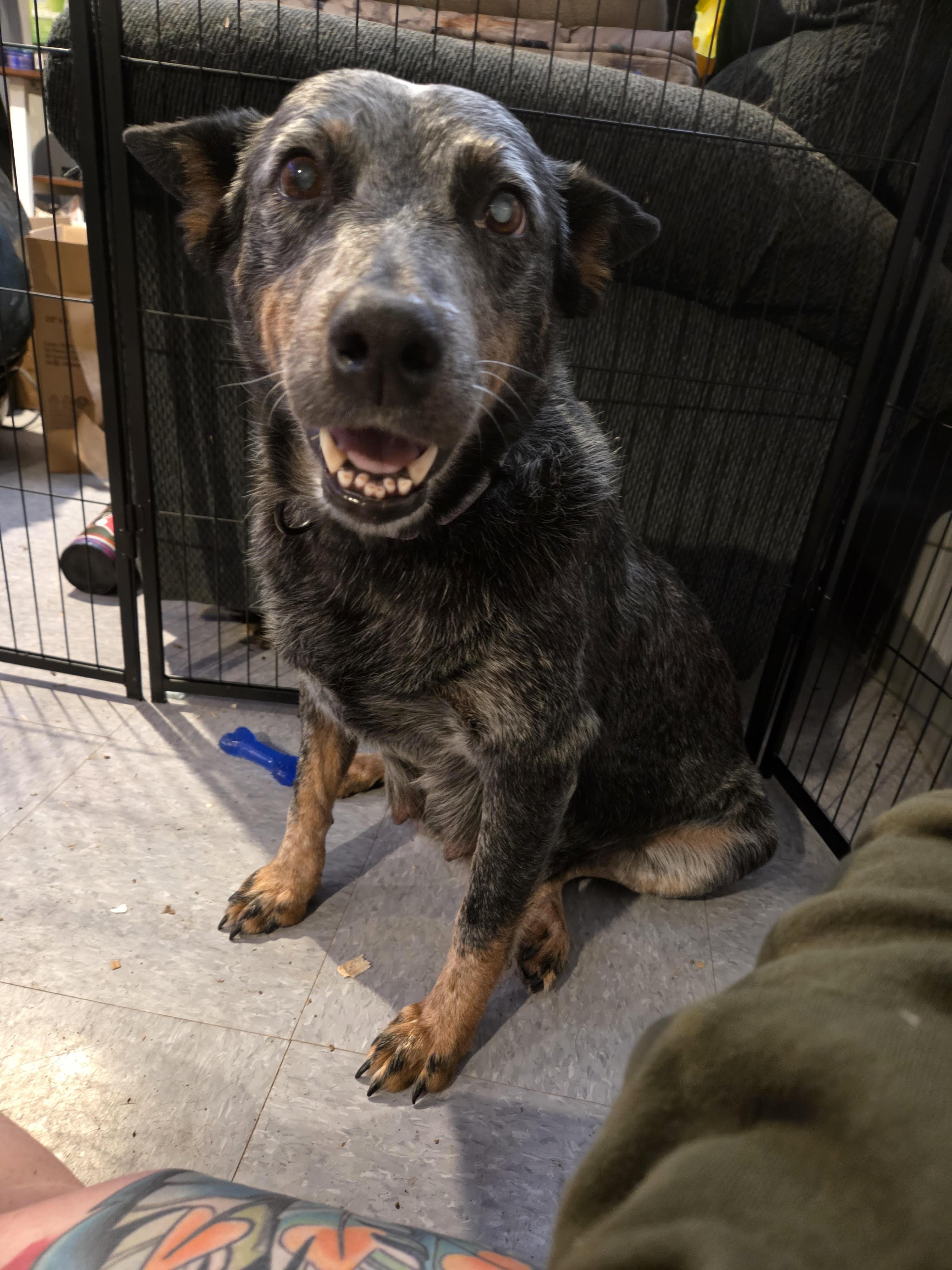 Enlarge Penelope, a ADOPTABLE Australian Cattle Dog / Blue Heeler in Pembroke, MA image 1/3