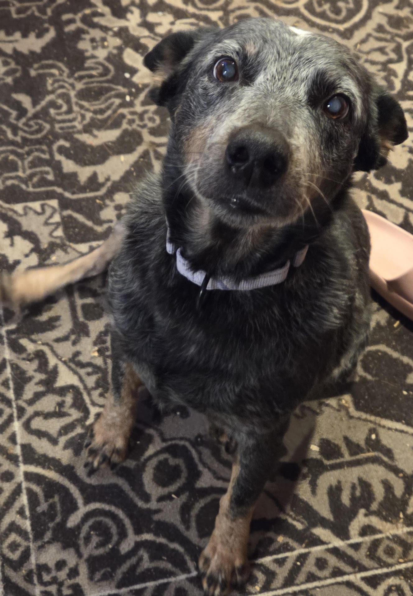 Enlarge Penelope, a ADOPTABLE Australian Cattle Dog / Blue Heeler in Pembroke, MA image 3/3
