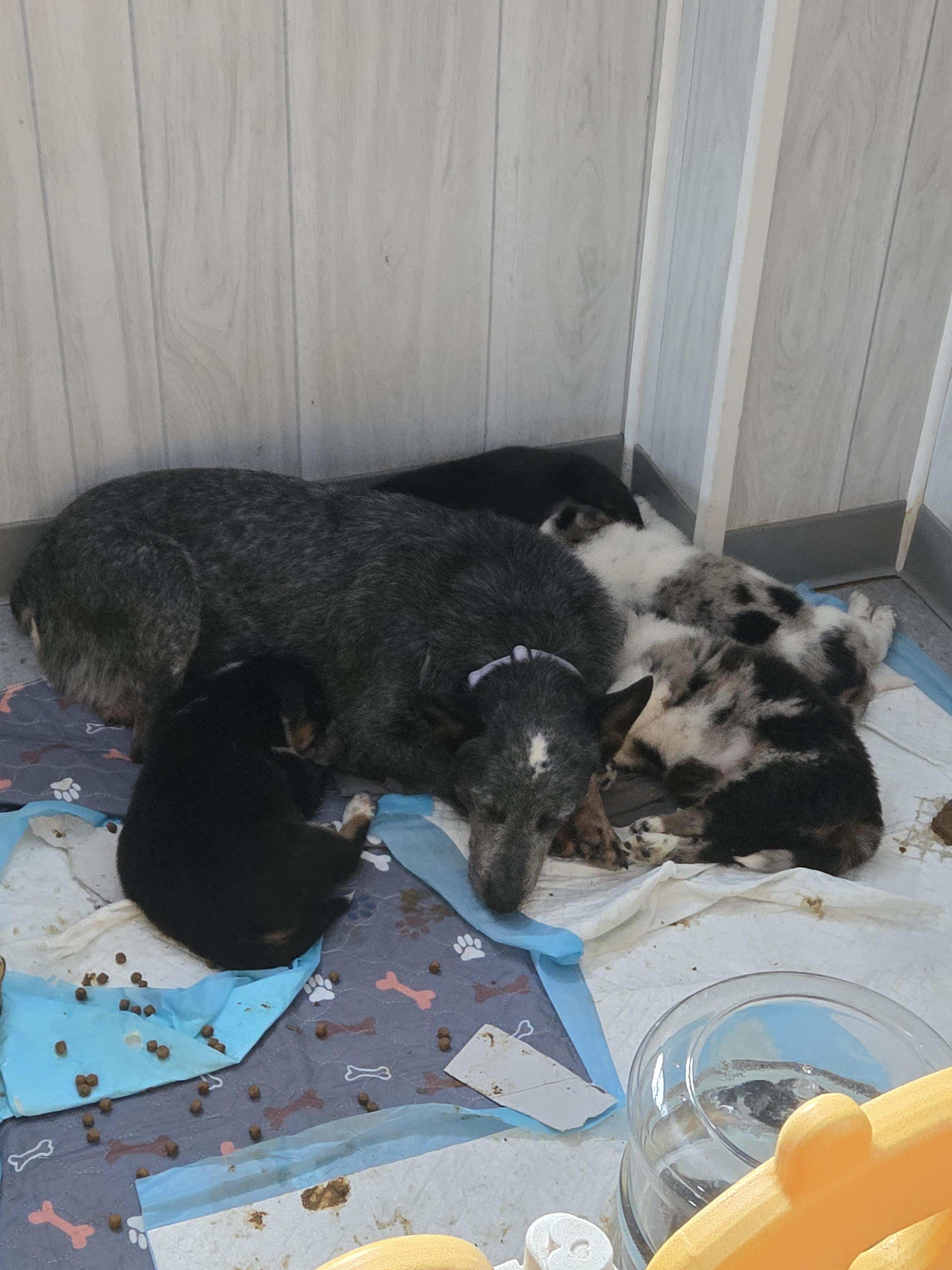 Penelope thumbnail 3