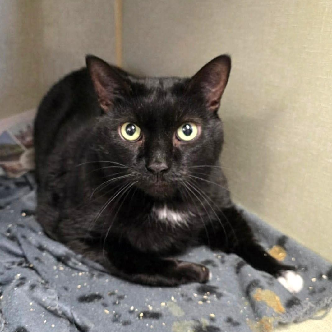 Blackie, ADOPTABLE, Adult Male Domestic Short Hair.