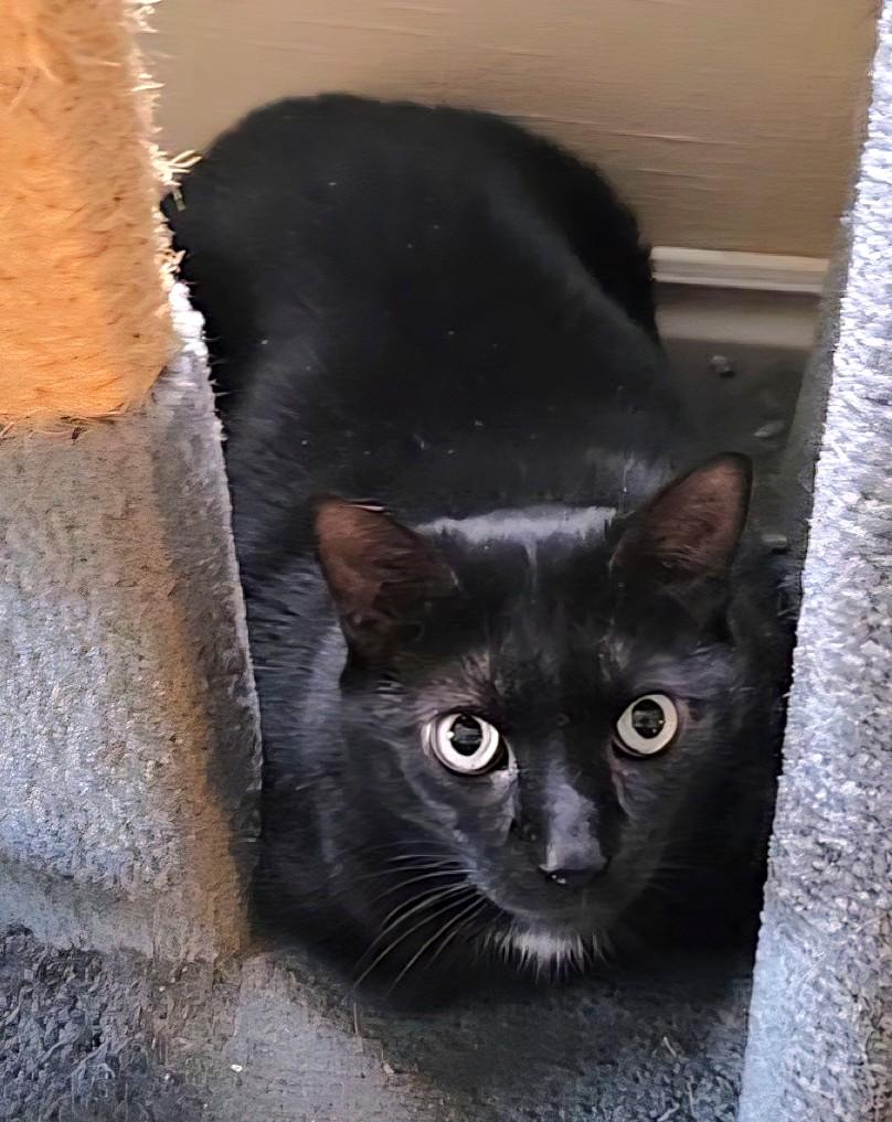 Enlarge Blackie, a ADOPTABLE Domestic Short Hair in Guelph, ON image 2/2