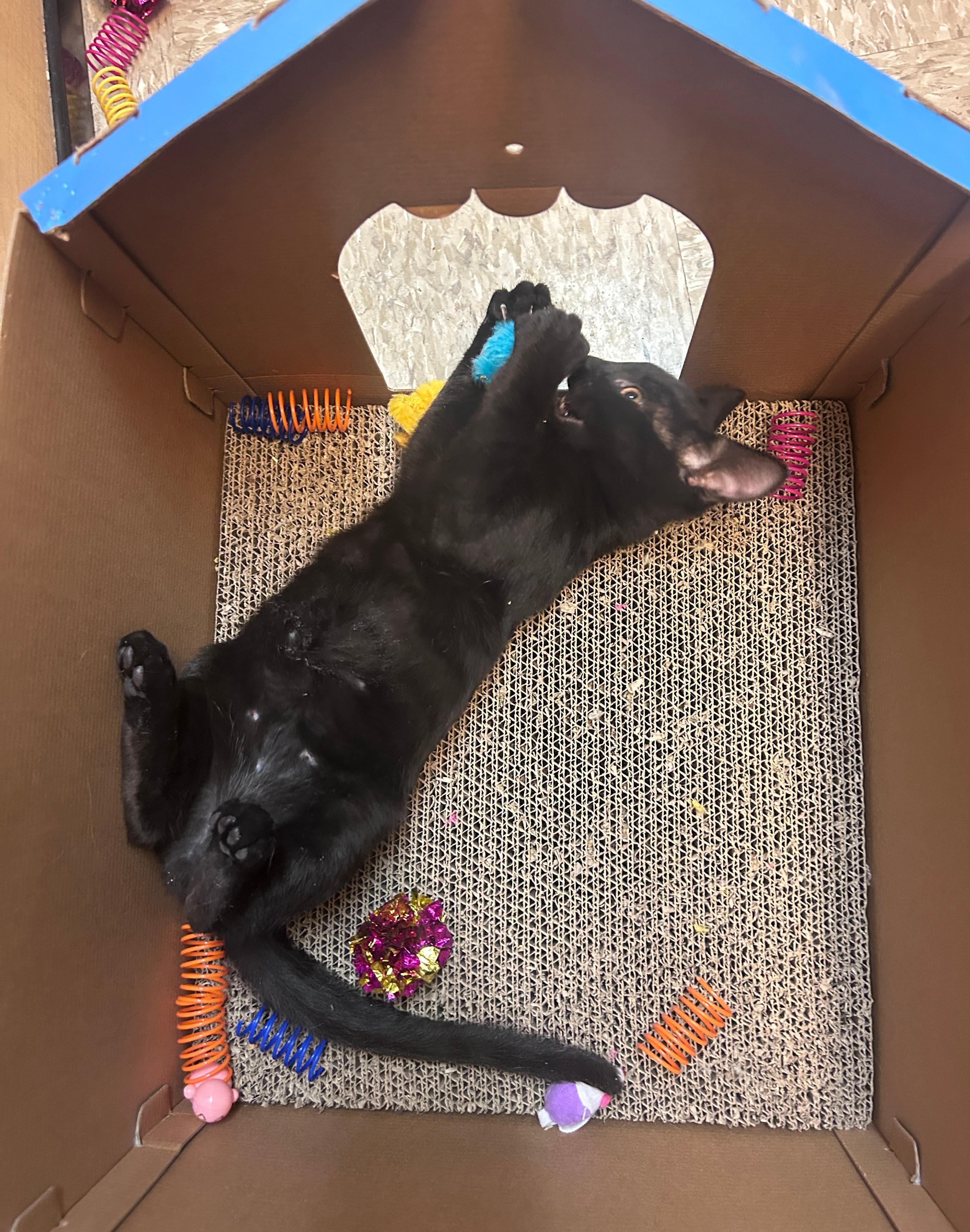 Squash, a Adoptable Domestic Short Hair in Waynesboro, VA image 5/5