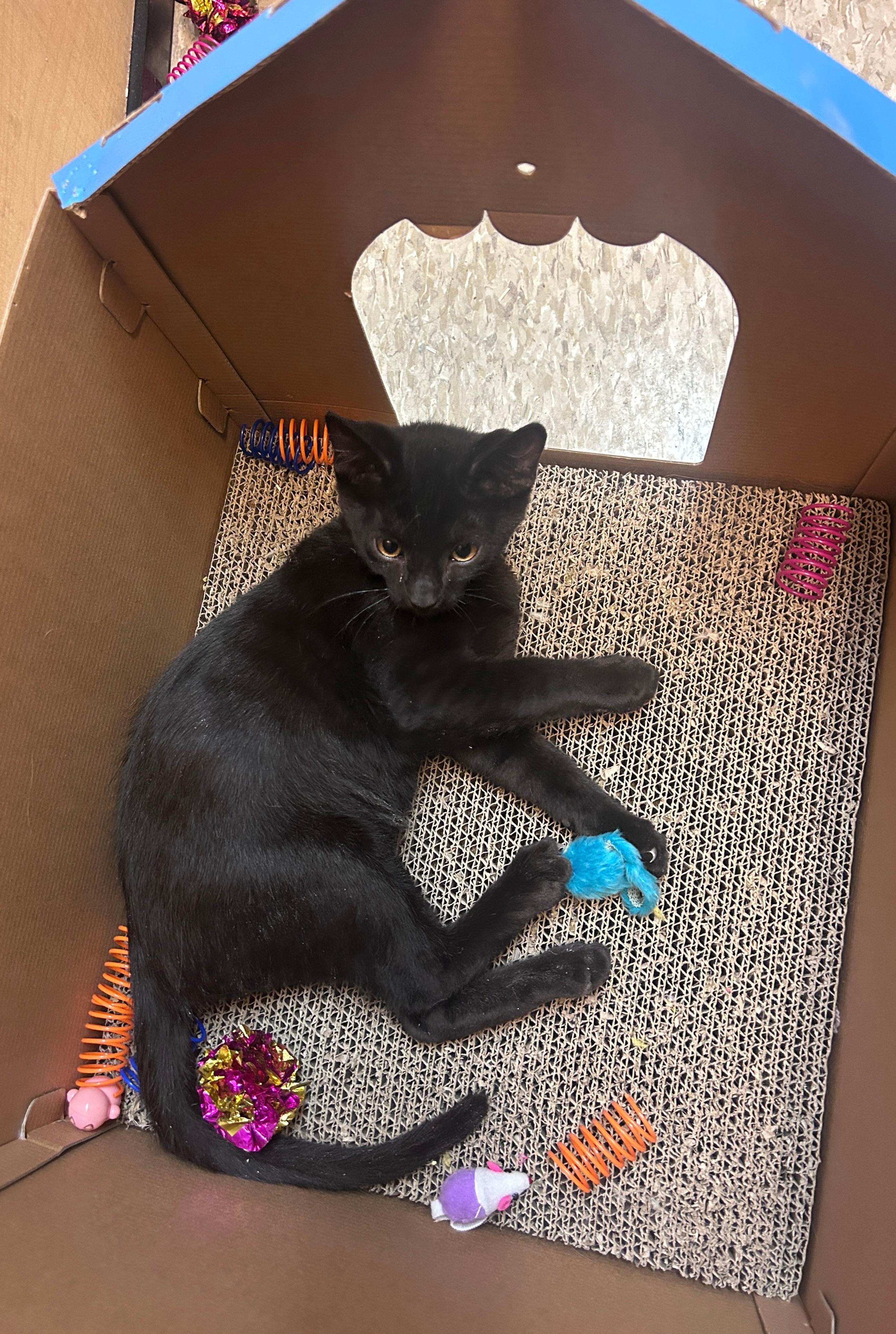 Squash, a Adoptable Domestic Short Hair in Waynesboro, VA image 4/5