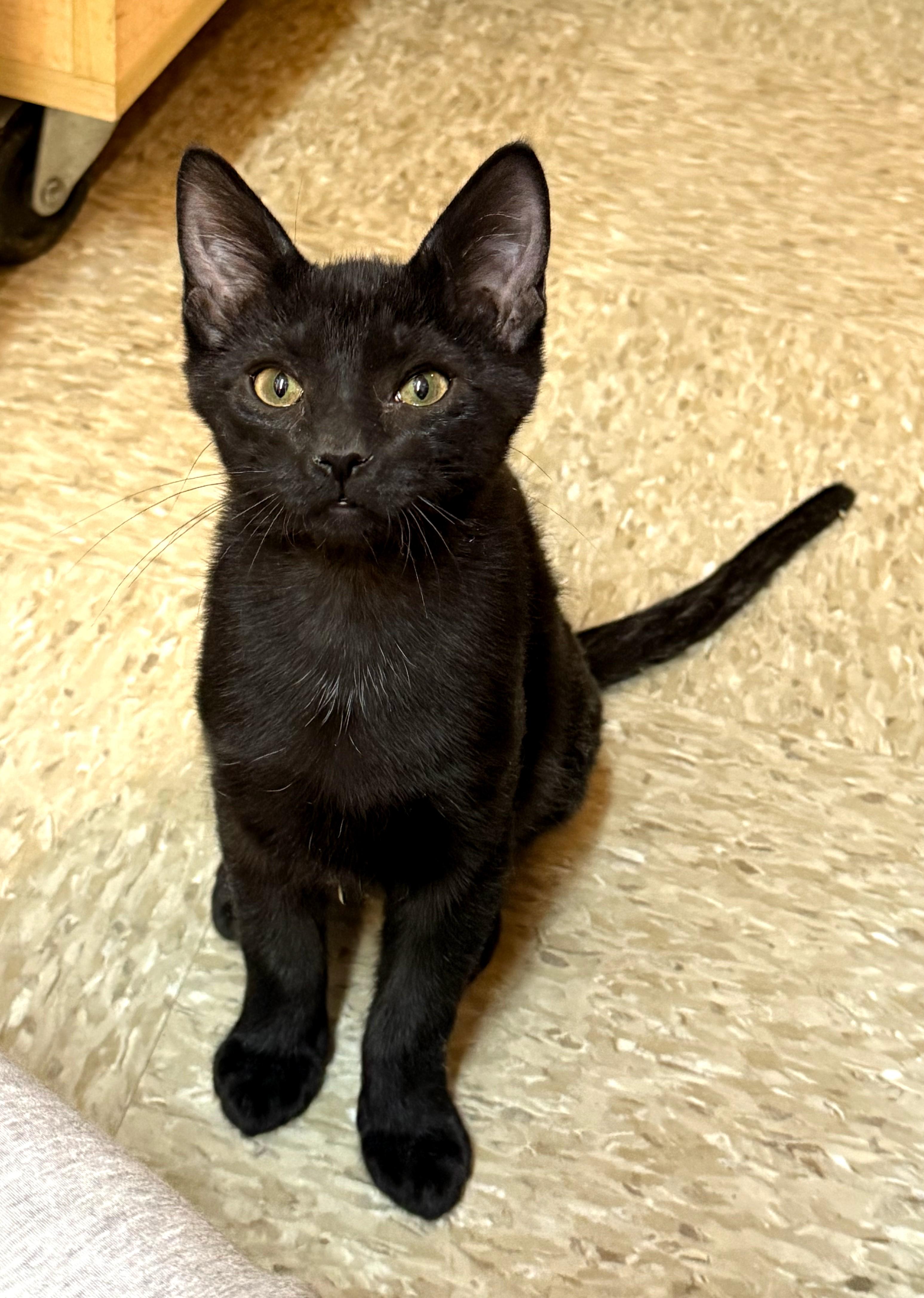 Squash, Adoptable, Kitten Male Domestic Short Hair.