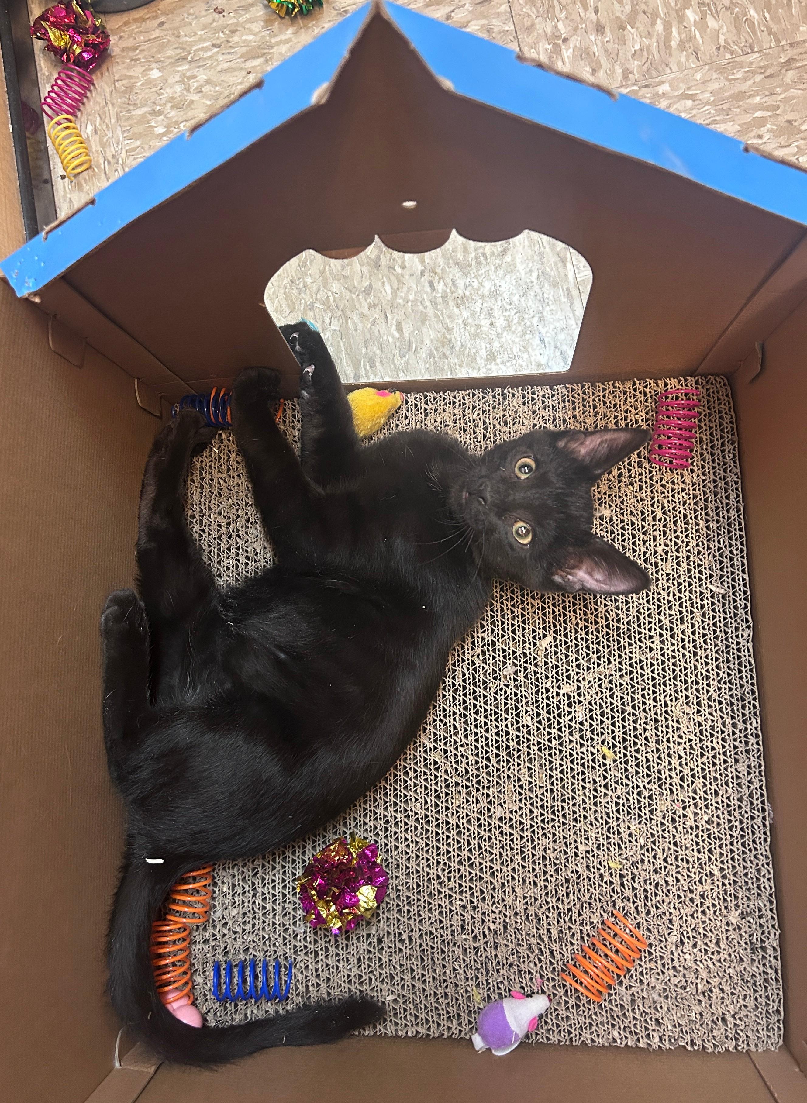 Squash, a Adoptable Domestic Short Hair in Waynesboro, VA image 3/5