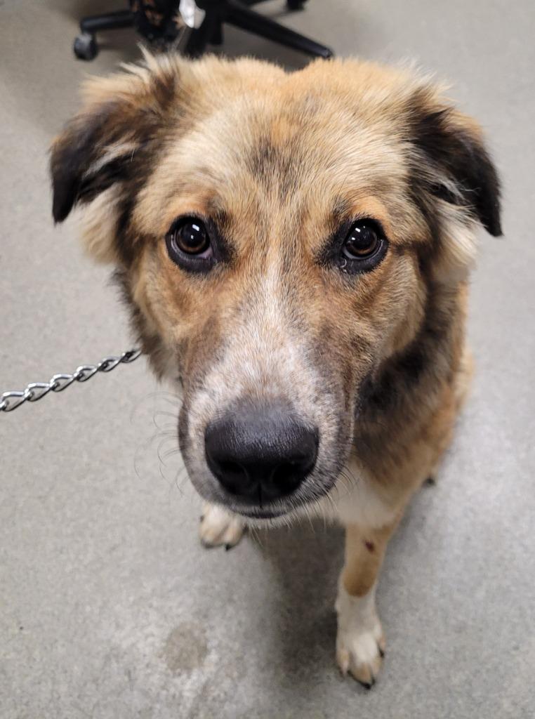 Steven, a Adoptable mixed breed in Hopkinsville, KY image 1/3
