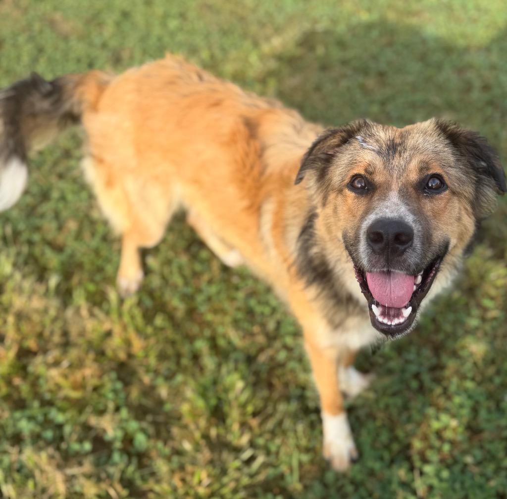 Steven, a Adoptable mixed breed in Hopkinsville, KY image 2/3
