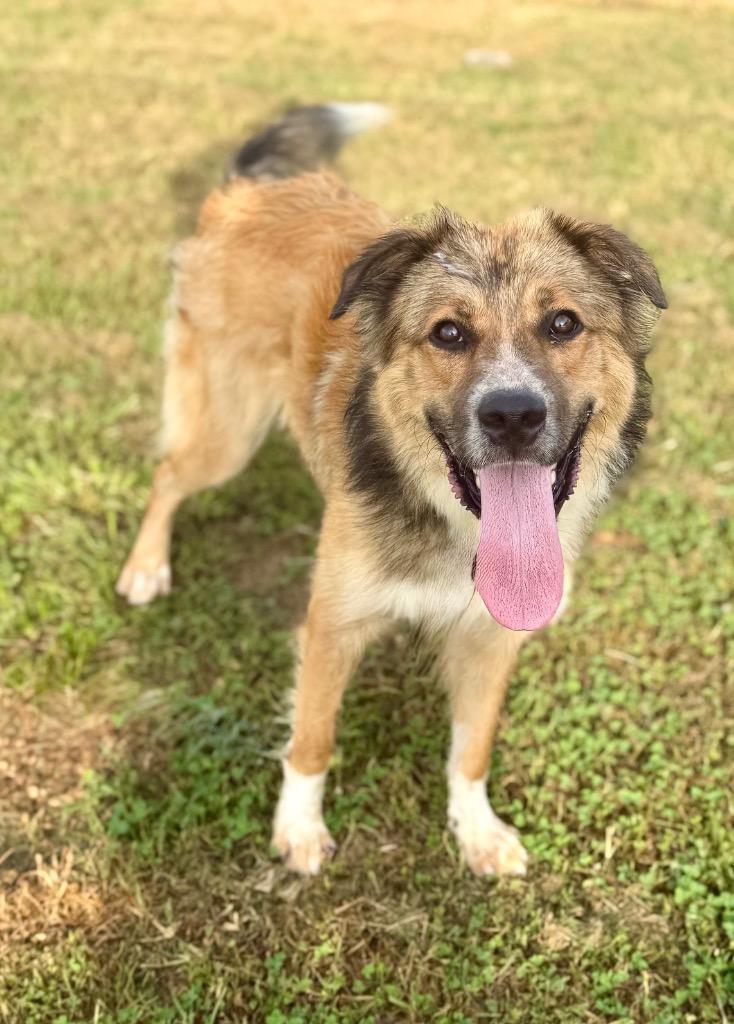 Steven, a Adoptable mixed breed in Hopkinsville, KY image 3/3