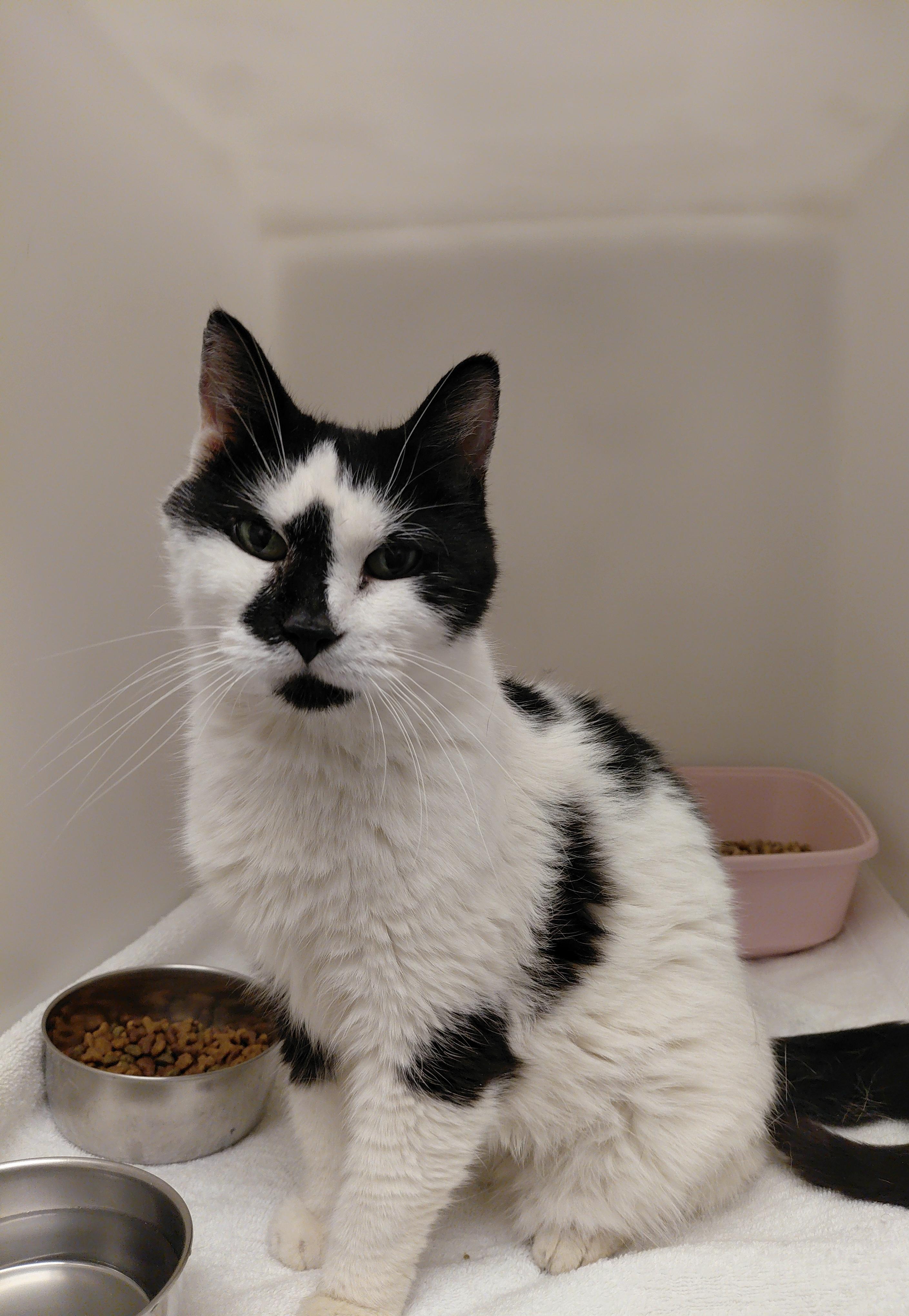 Enlarge Bubbles, a ADOPTABLE Domestic Medium Hair in Stanley, VA image 1/4
