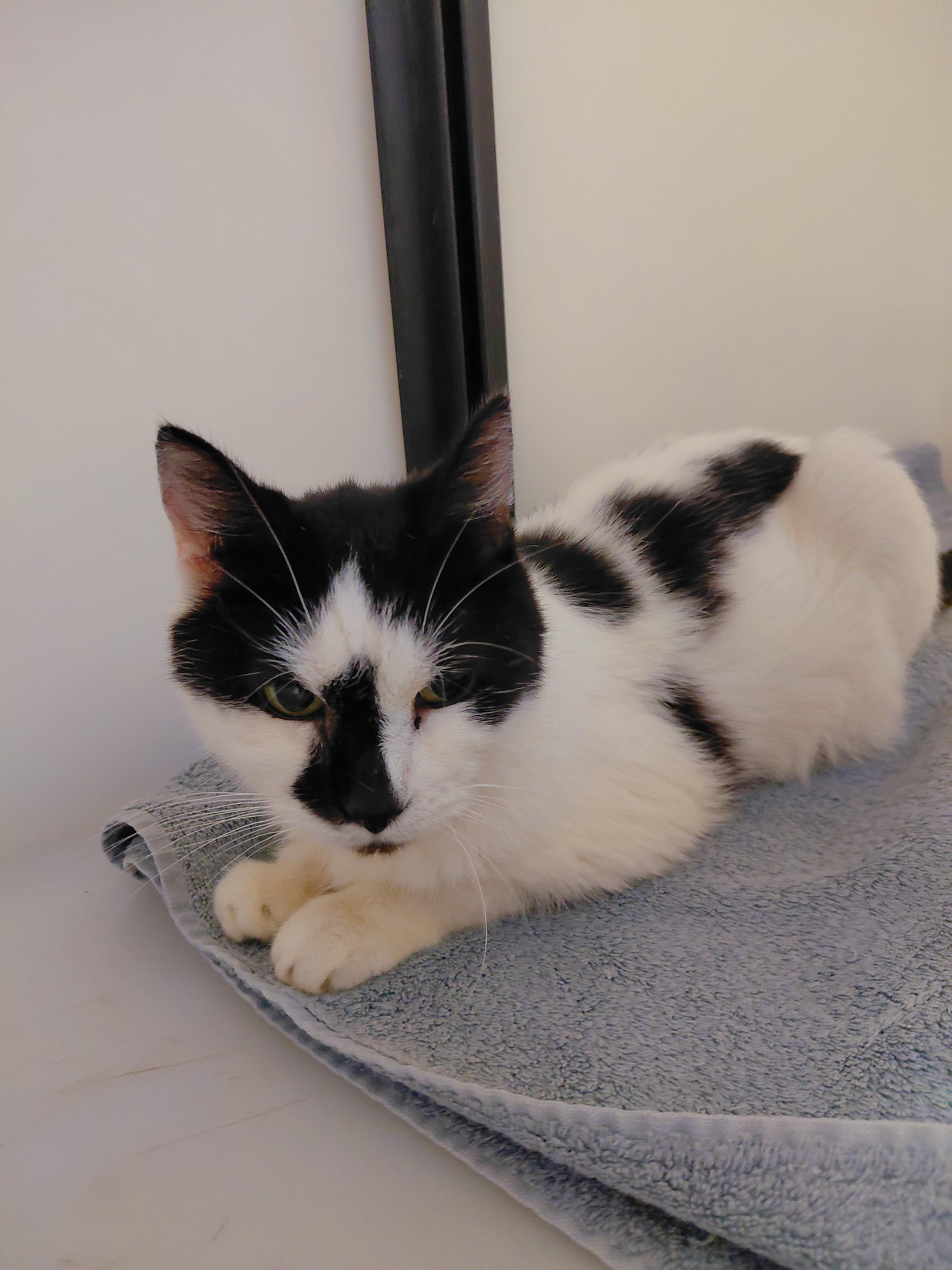 Enlarge Bubbles, a ADOPTABLE Domestic Medium Hair in Stanley, VA image 2/4