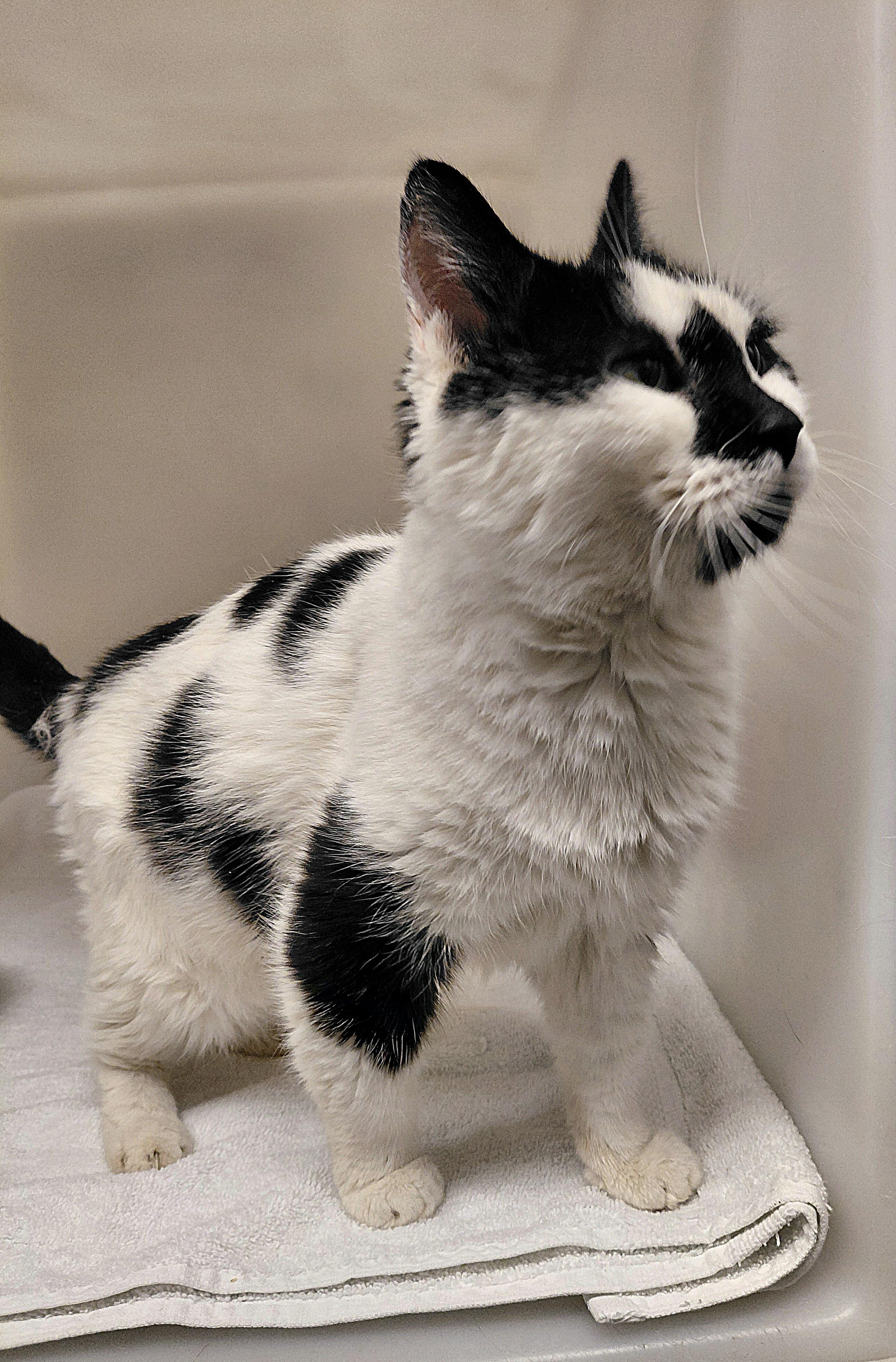 Enlarge Bubbles, a ADOPTABLE Domestic Medium Hair in Stanley, VA image 3/4