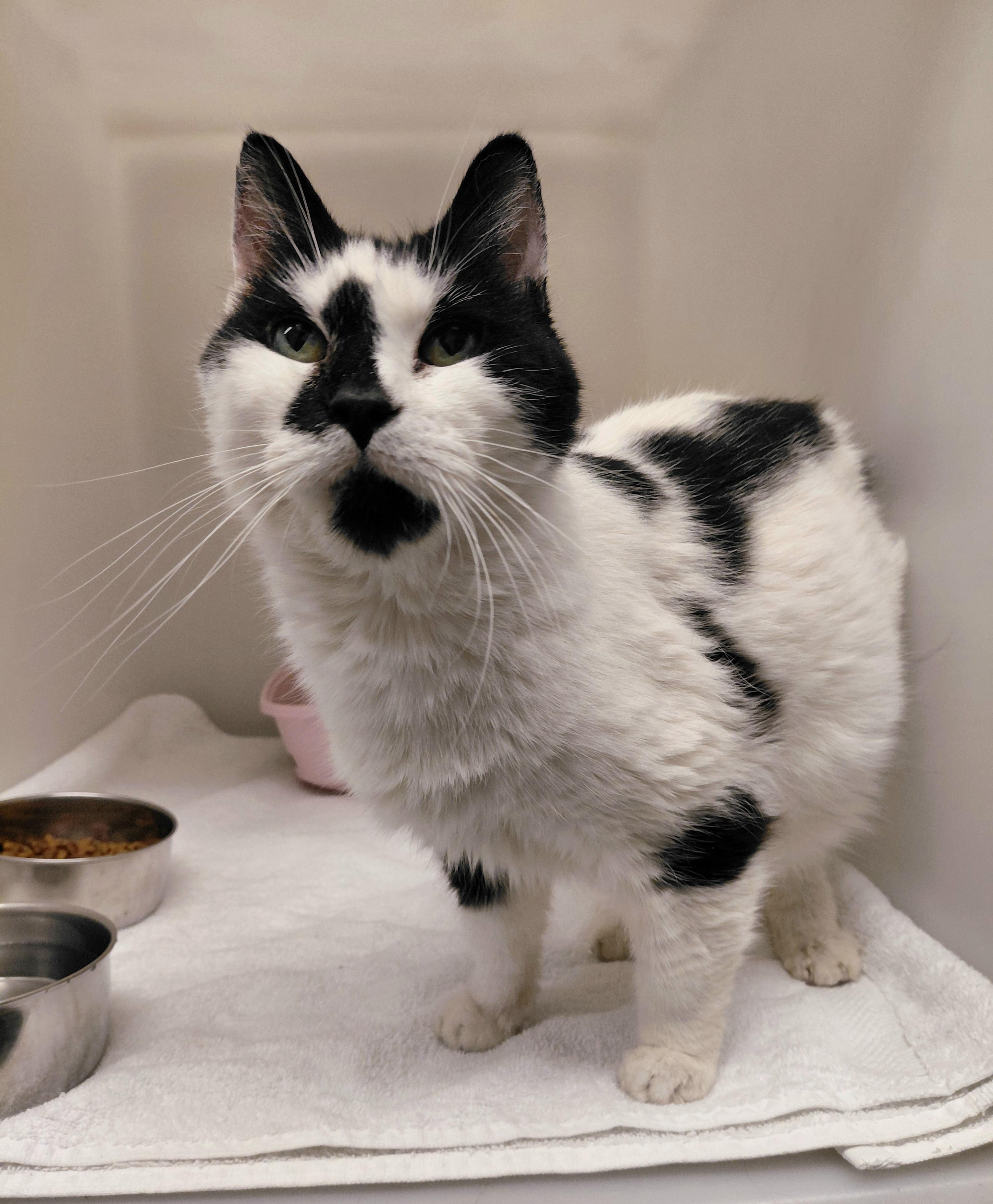 Enlarge Bubbles, a ADOPTABLE Domestic Medium Hair in Stanley, VA image 4/4