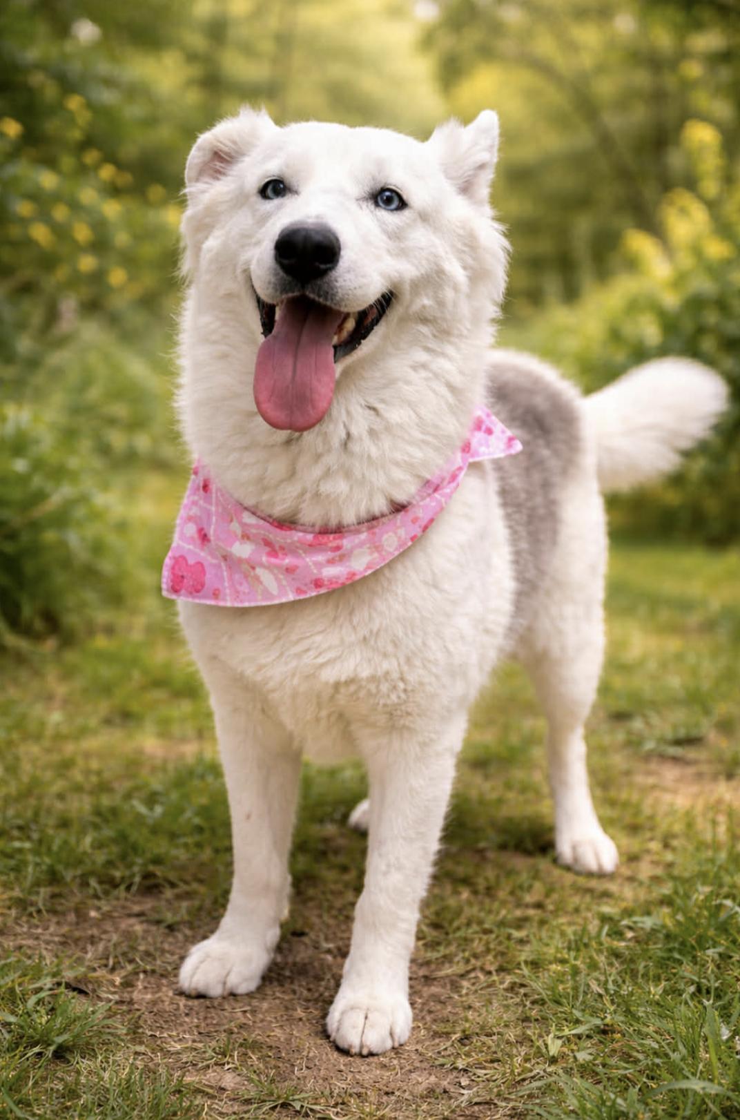 Scadi — thumbnail 2