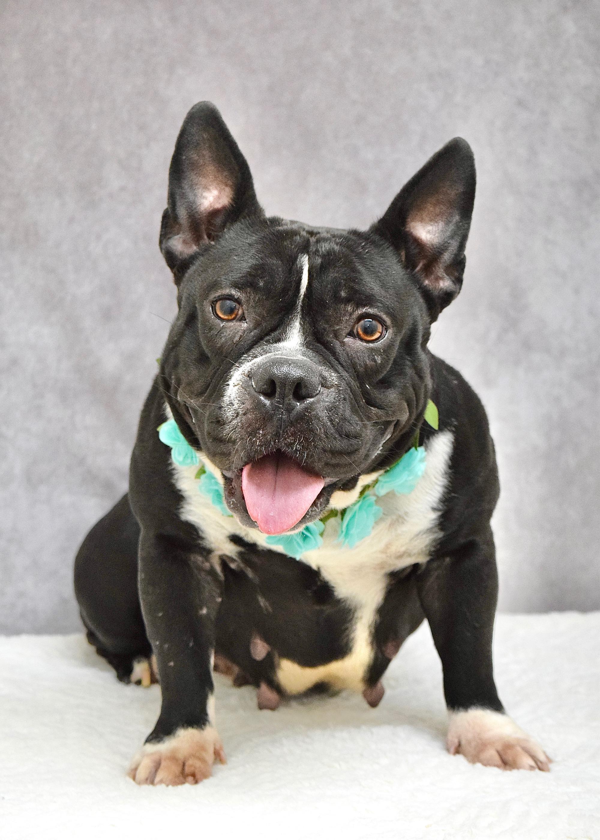 Enlarge Brooklyn, a ADOPTABLE American Bully in Dublin, CA image 2/6