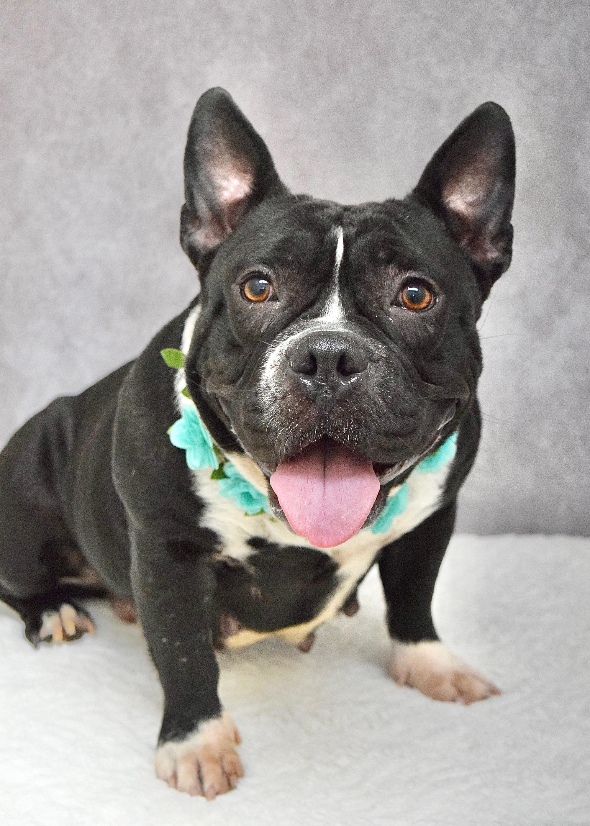 Enlarge Brooklyn, a ADOPTABLE American Bully in Dublin, CA image 4/6