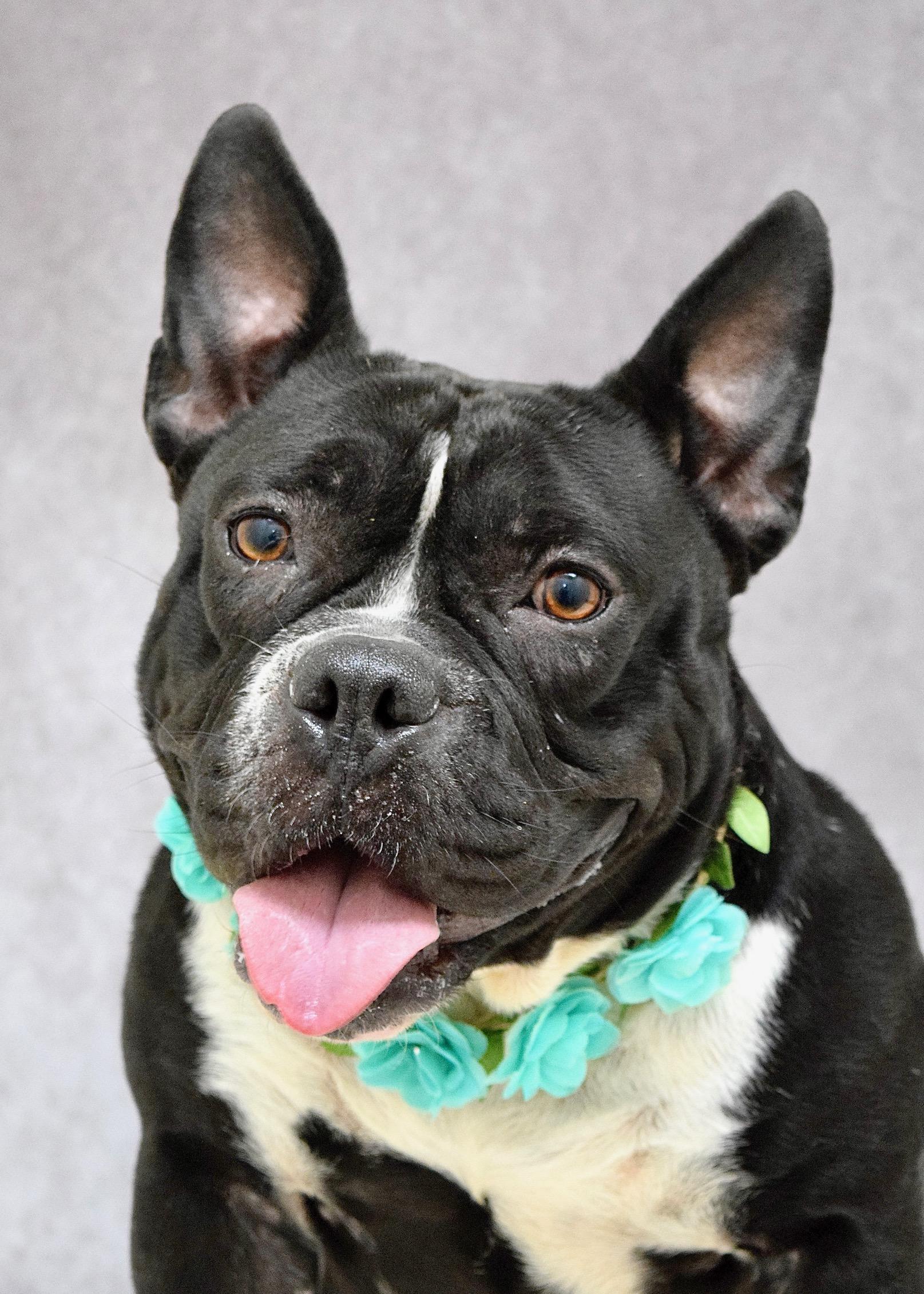 Enlarge Brooklyn, a ADOPTABLE American Bully in Dublin, CA image 1/6