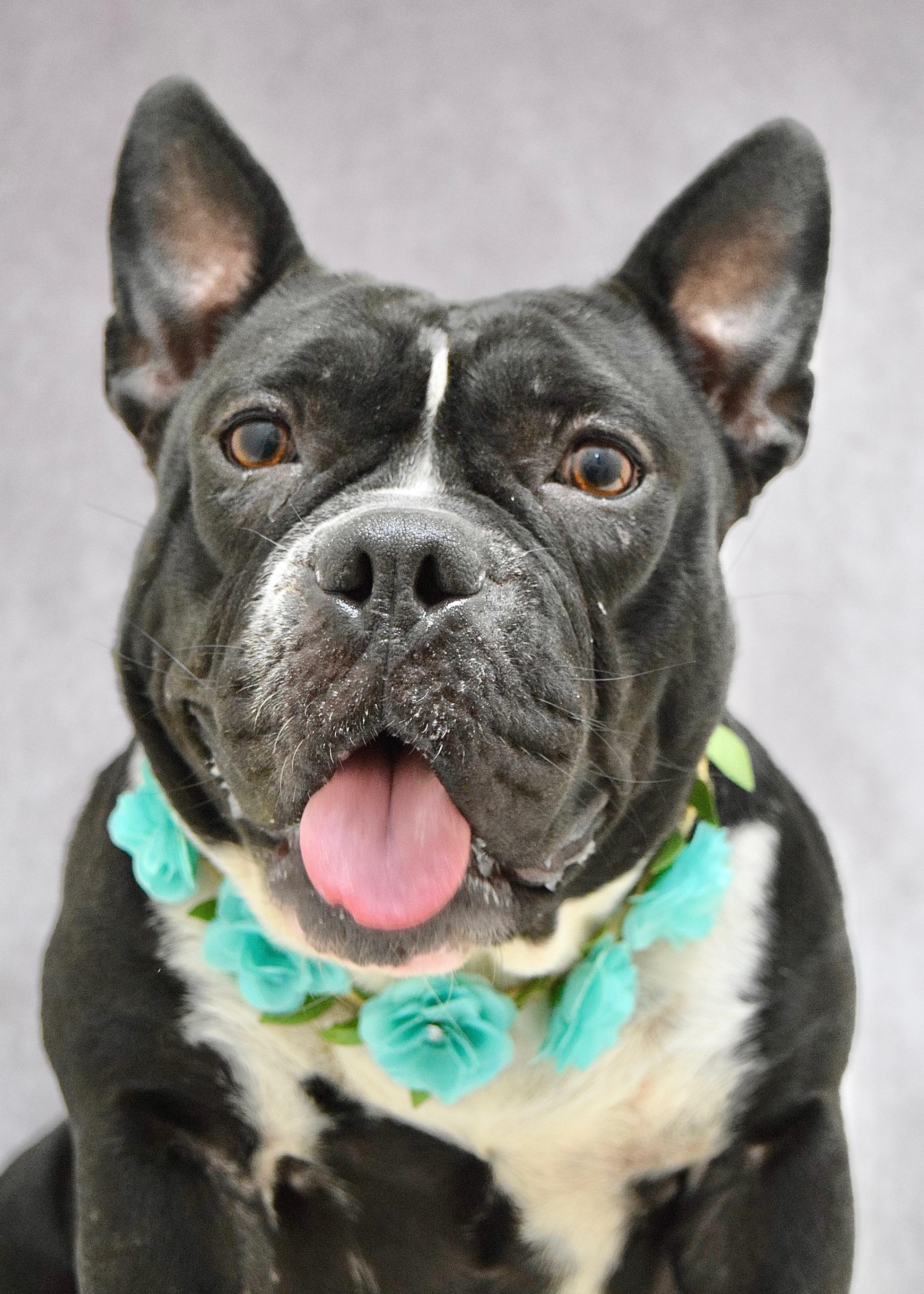 Enlarge Brooklyn, a ADOPTABLE American Bully in Dublin, CA image 3/6