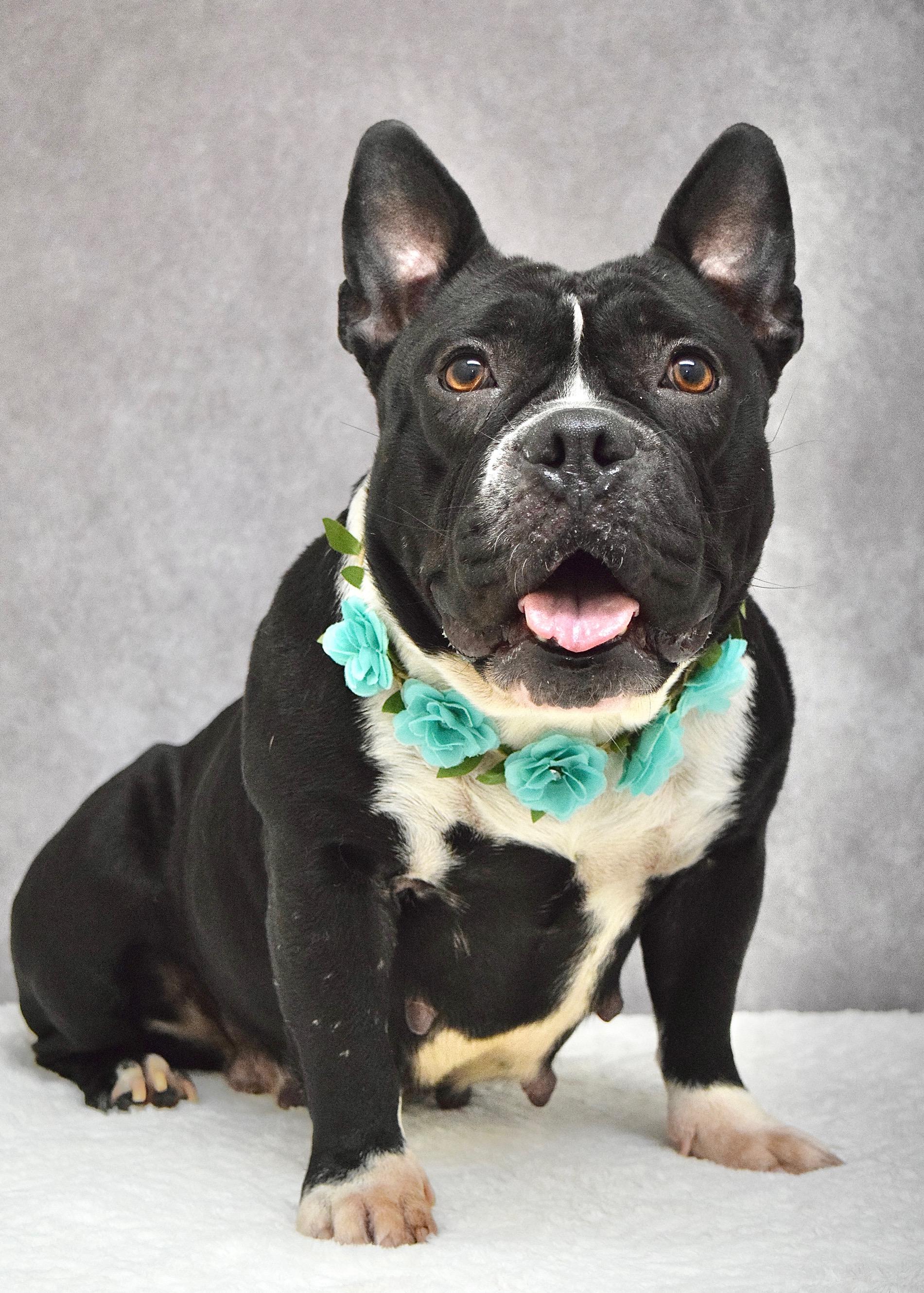 Enlarge Brooklyn, a ADOPTABLE American Bully in Dublin, CA image 5/6