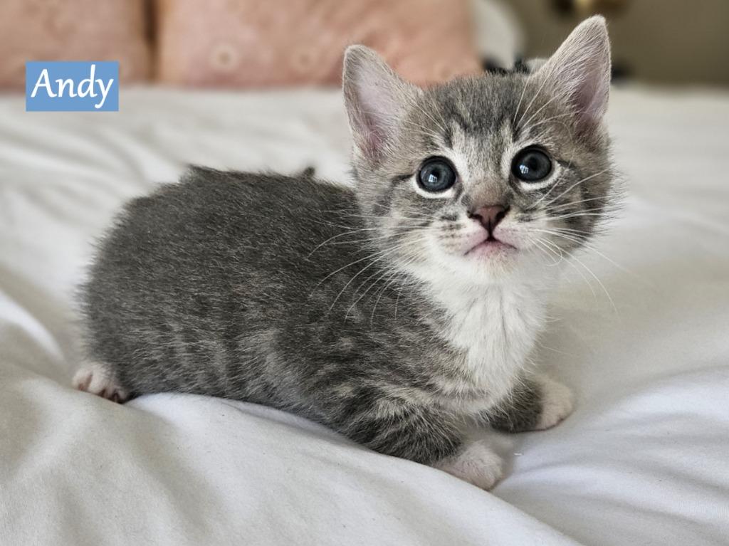 Andy (Biscuit), Adopted, Kitten Male Domestic Short Hair.