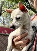 Snow, Adopted, Puppy Male Chihuahua.