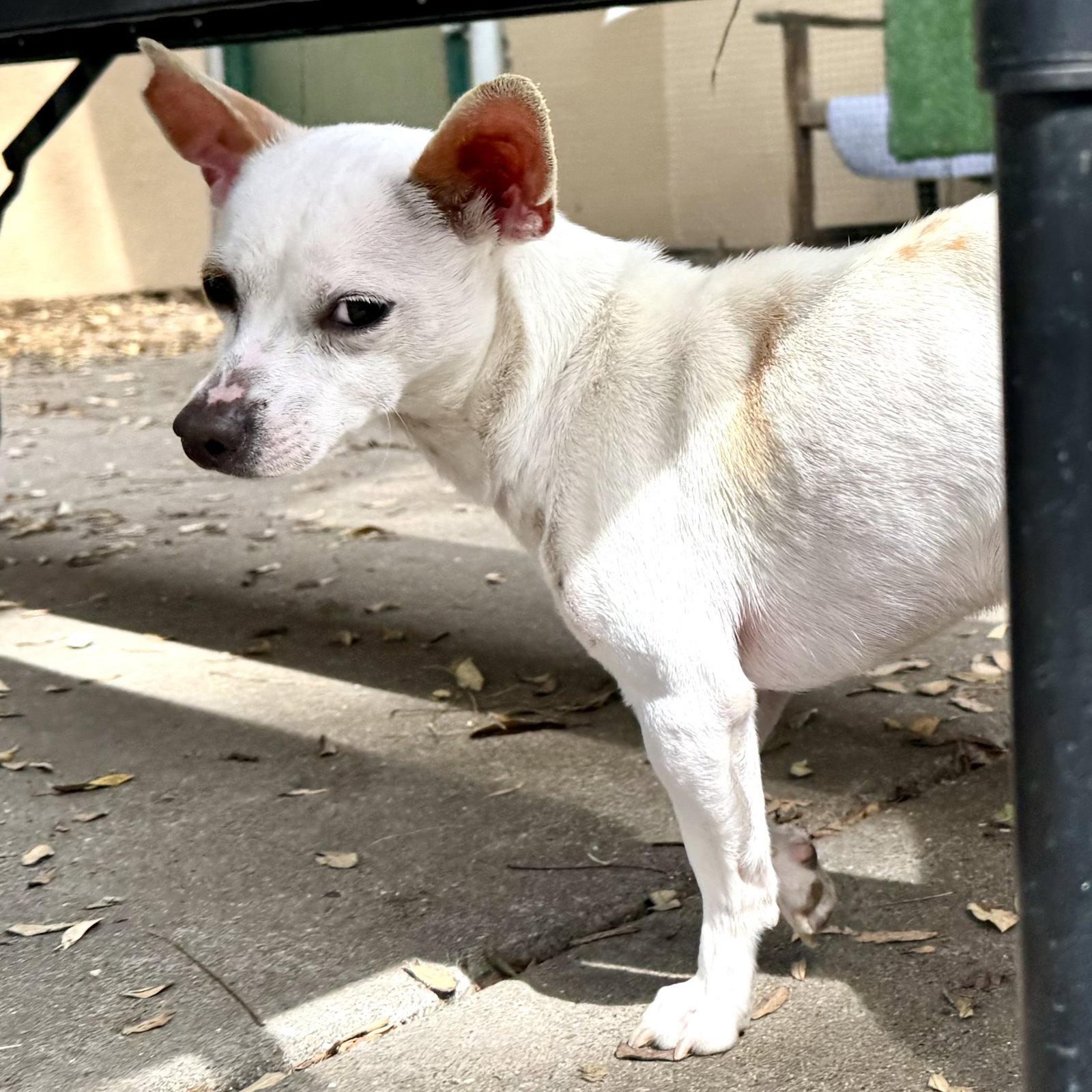 Enlarge Snow, a Adopted Chihuahua in Oakland, CA image 2/3