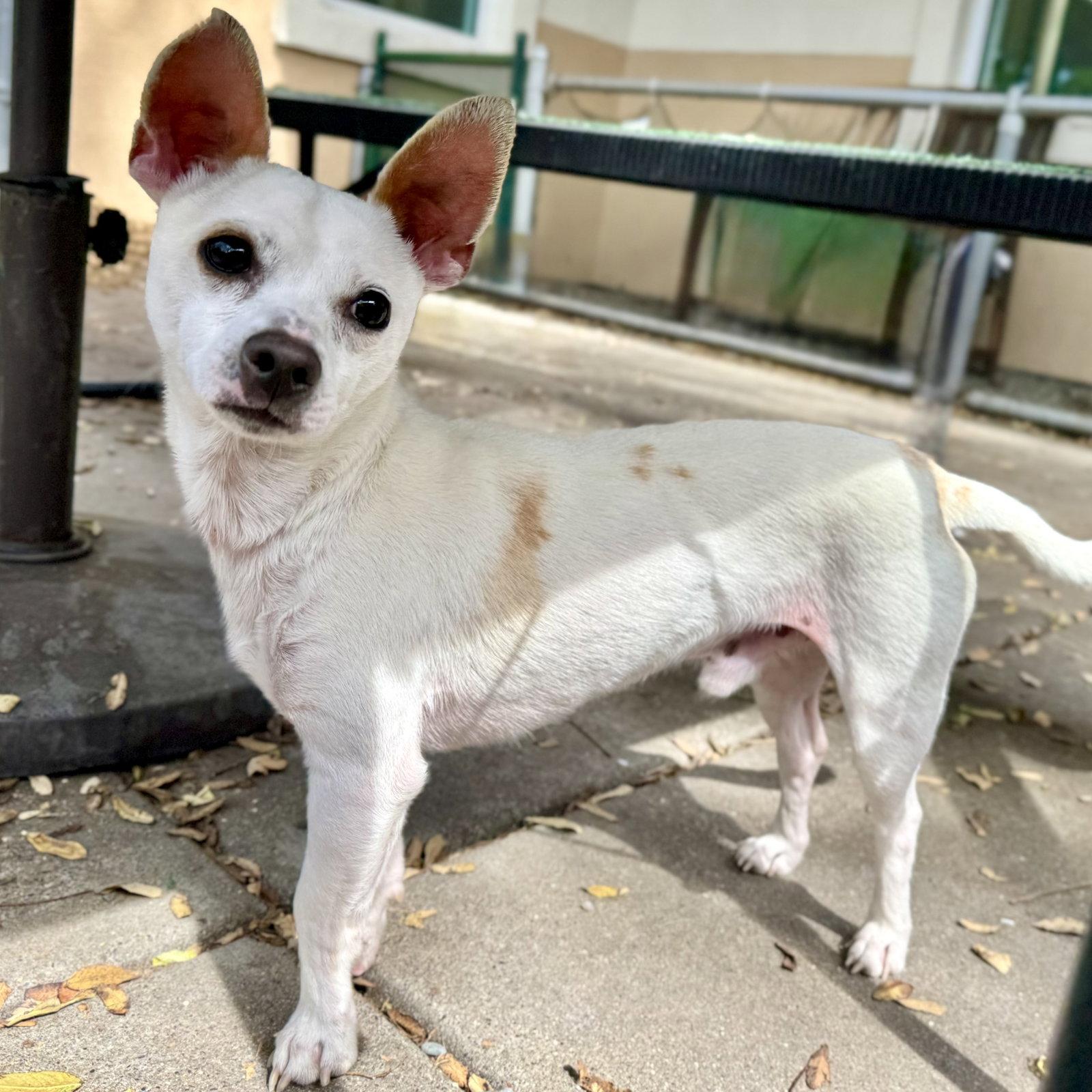 Enlarge Snow, a Adopted Chihuahua in Oakland, CA image 3/3