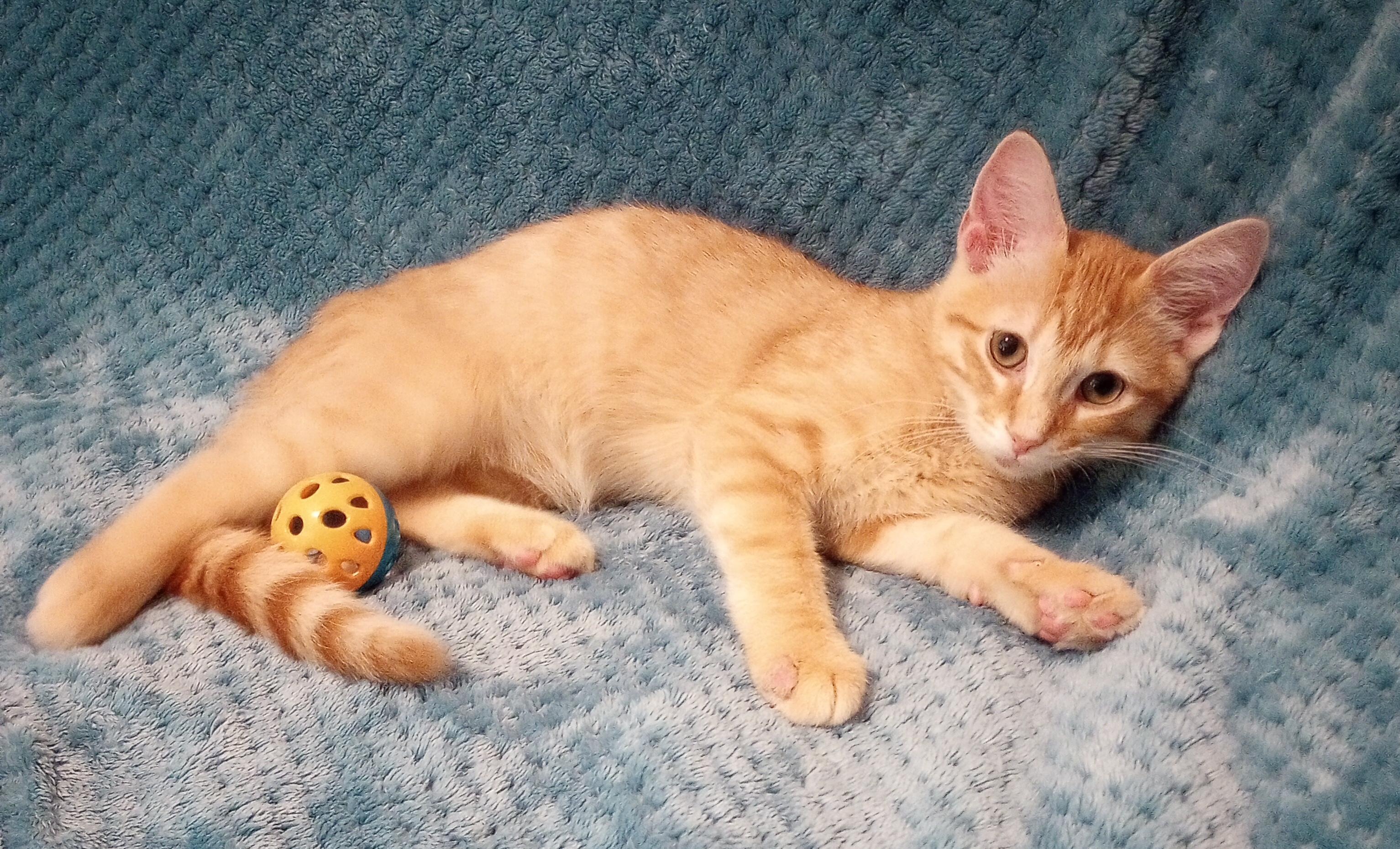 Enlarge Flip Flop, a Adopted Domestic Short Hair in Smithfield, NC image 4/6