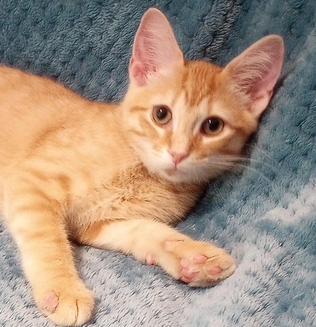 Enlarge Flip Flop, a Adopted Domestic Short Hair in Smithfield, NC image 2/6