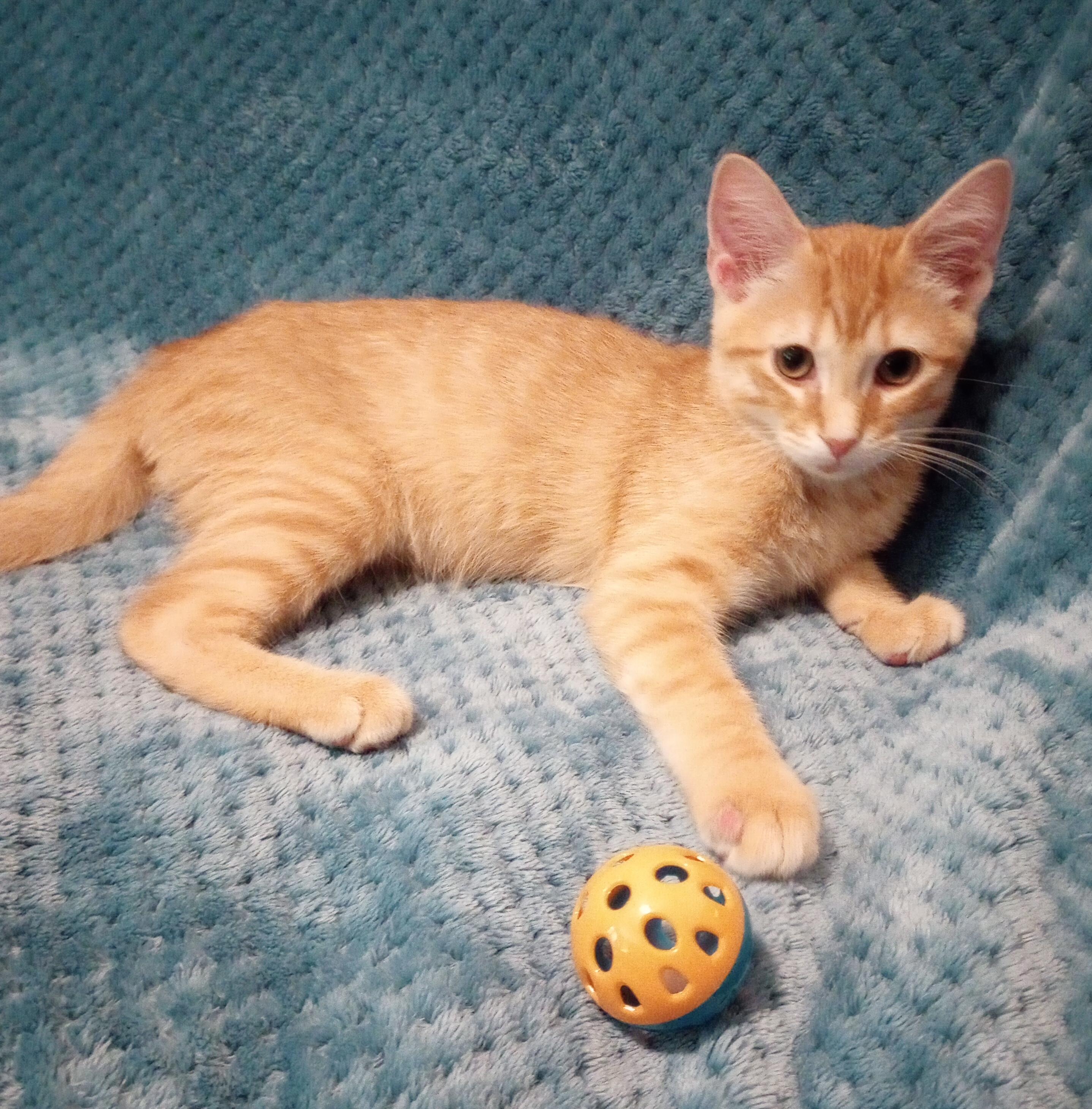 Enlarge Flip Flop, a Adopted Domestic Short Hair in Smithfield, NC image 3/6