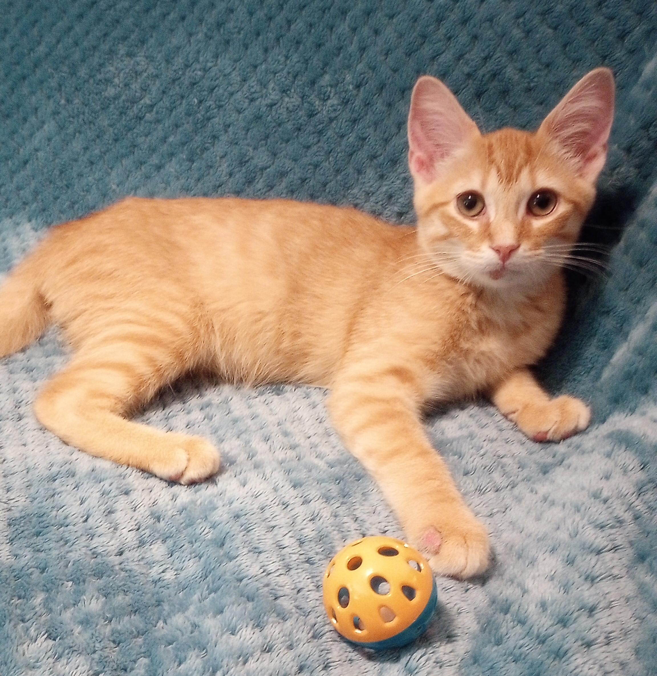 Flip Flop, Adopted, Kitten Male Domestic Short Hair.
