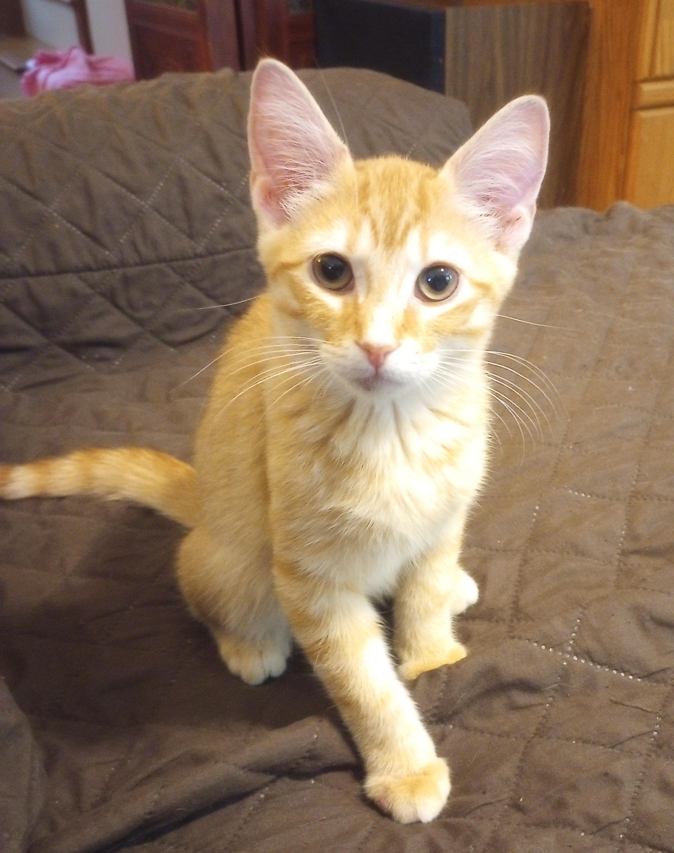 Enlarge Flip Flop, a Adopted Domestic Short Hair in Smithfield, NC image 6/6