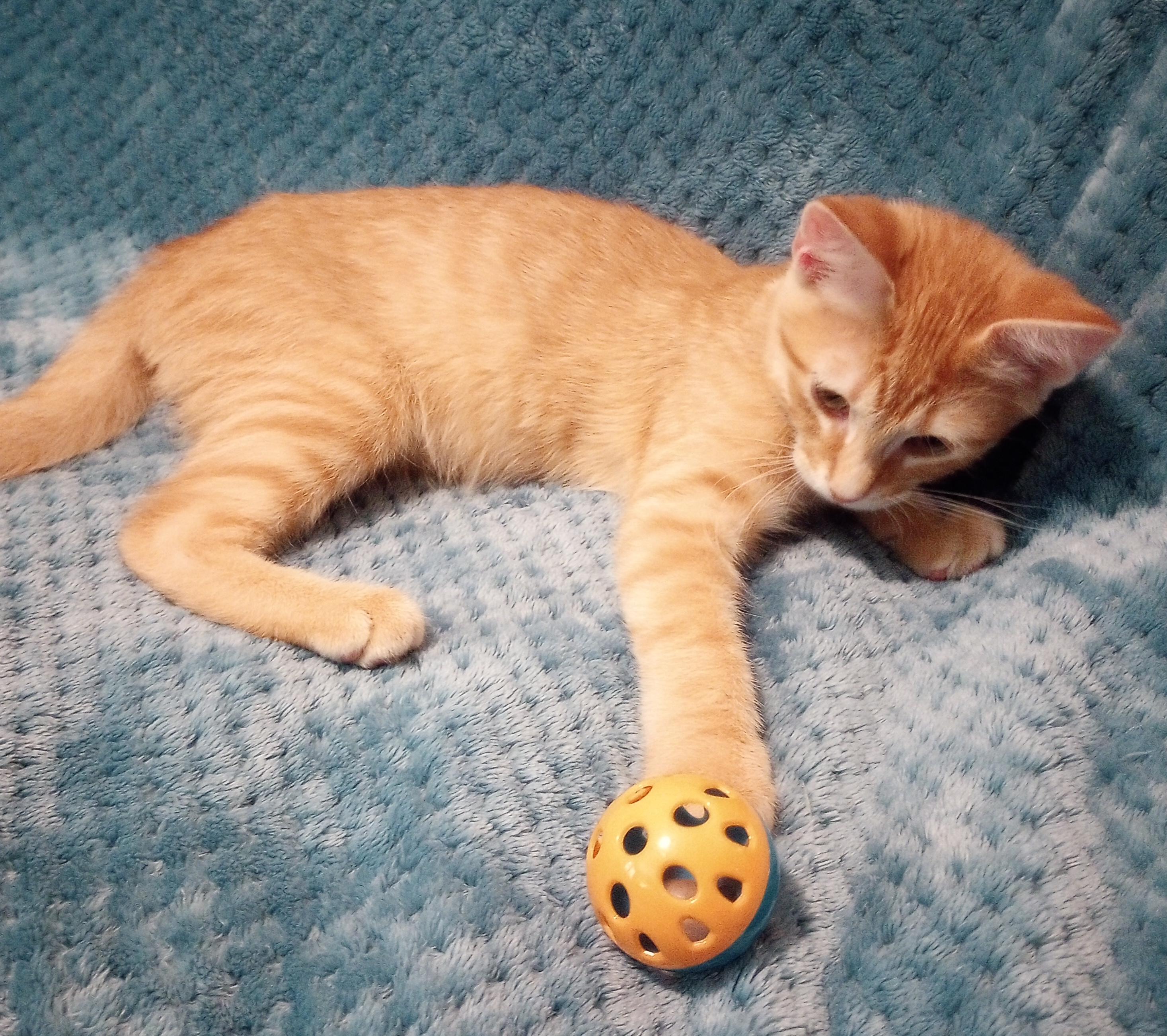 Enlarge Flip Flop, a Adopted Domestic Short Hair in Smithfield, NC image 5/6