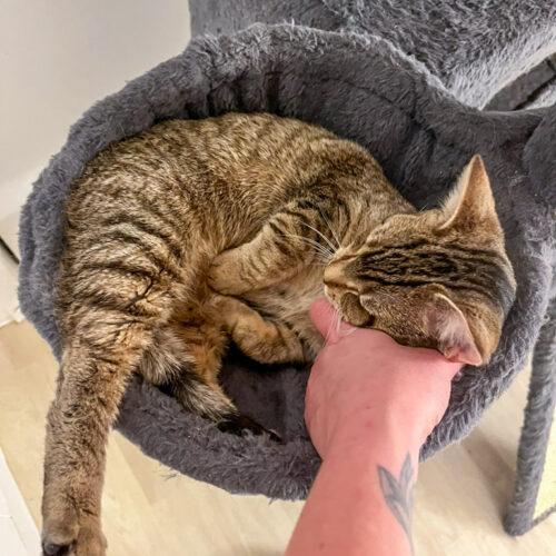 Tiger, Adoptable, Young Female Domestic Short Hair.