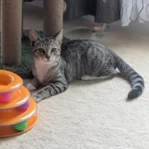 Enlarge Wasabi, a ADOPTABLE Domestic Short Hair in Annapolis, MD image 1/1