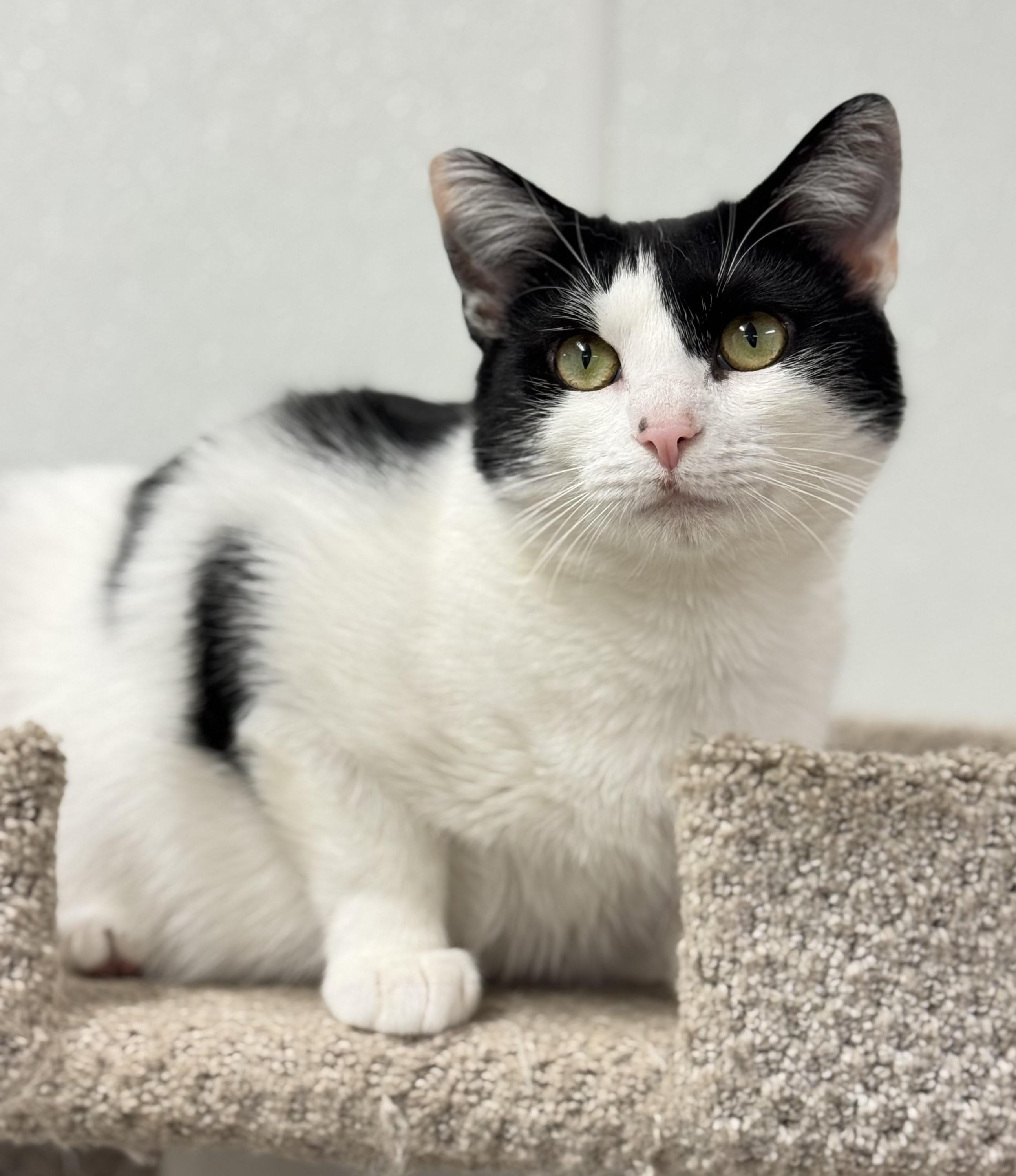 Marnie, a Adoptable Domestic Short Hair in Kearneysville, WV image 1/5