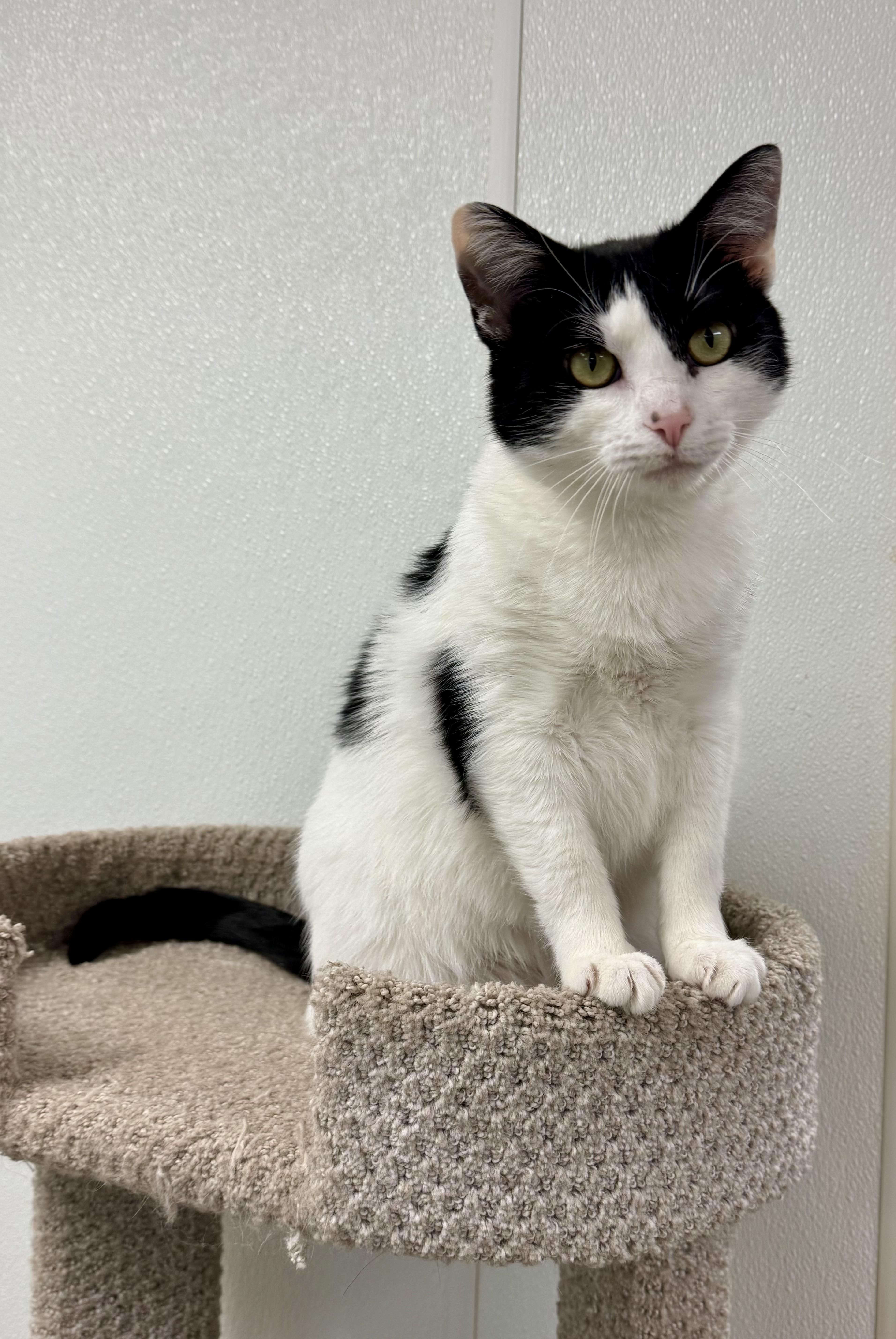 Marnie, a Adoptable Domestic Short Hair in Kearneysville, WV image 5/5