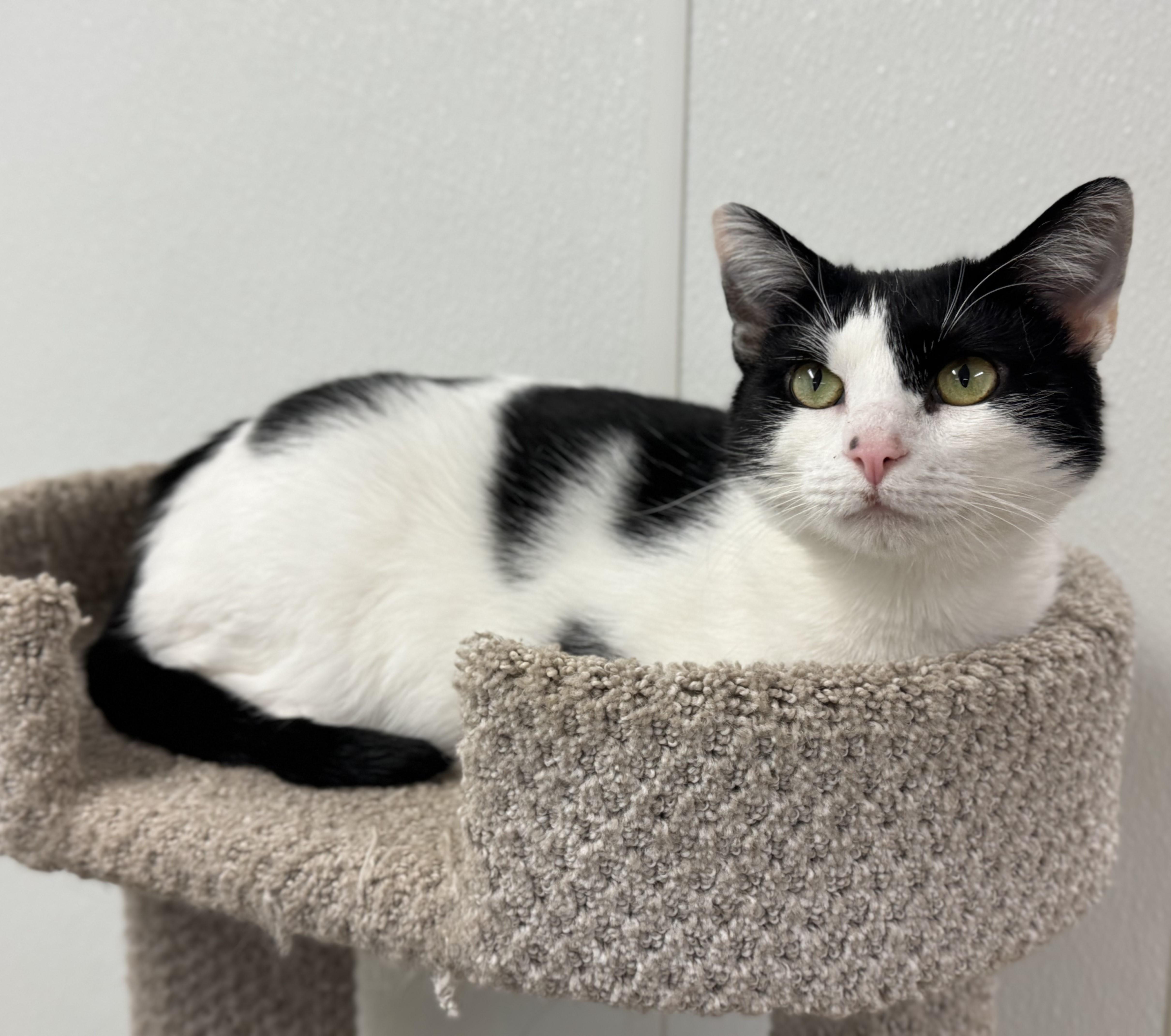 Marnie, a Adoptable Domestic Short Hair in Kearneysville, WV image 4/5