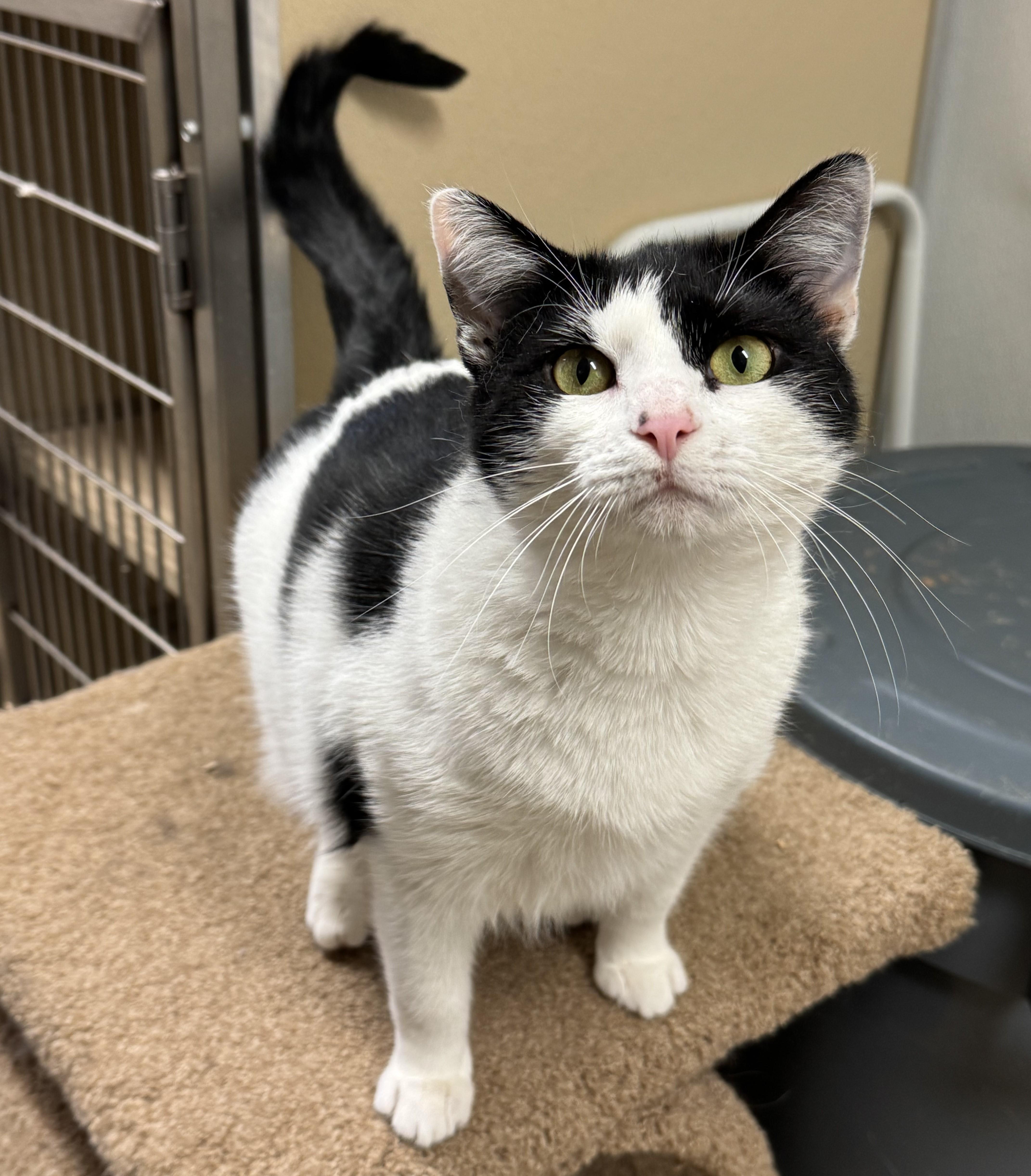 Marnie, a Adoptable Domestic Short Hair in Kearneysville, WV image 2/5