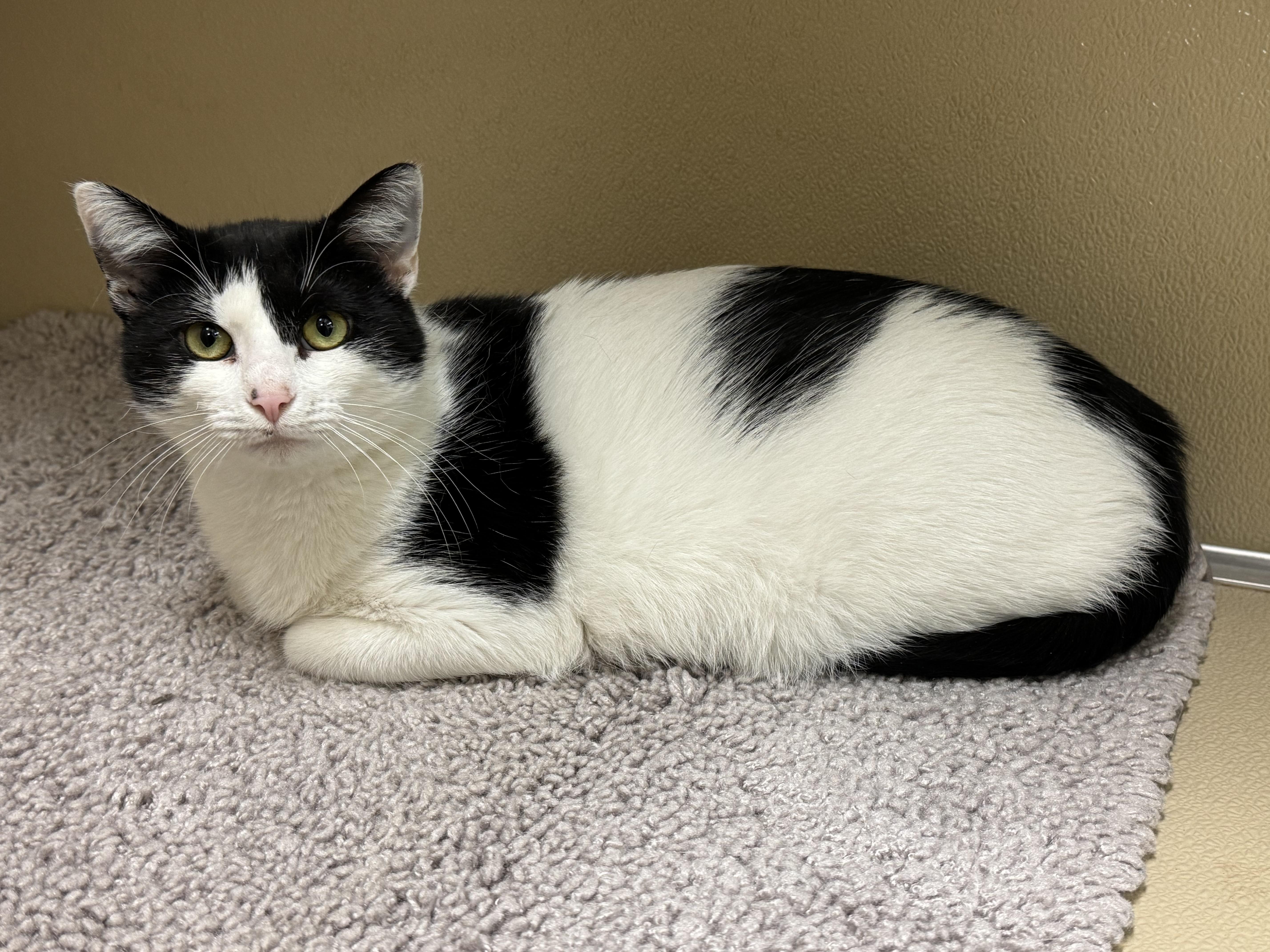 Marnie, a Adoptable Domestic Short Hair in Kearneysville, WV image 3/5