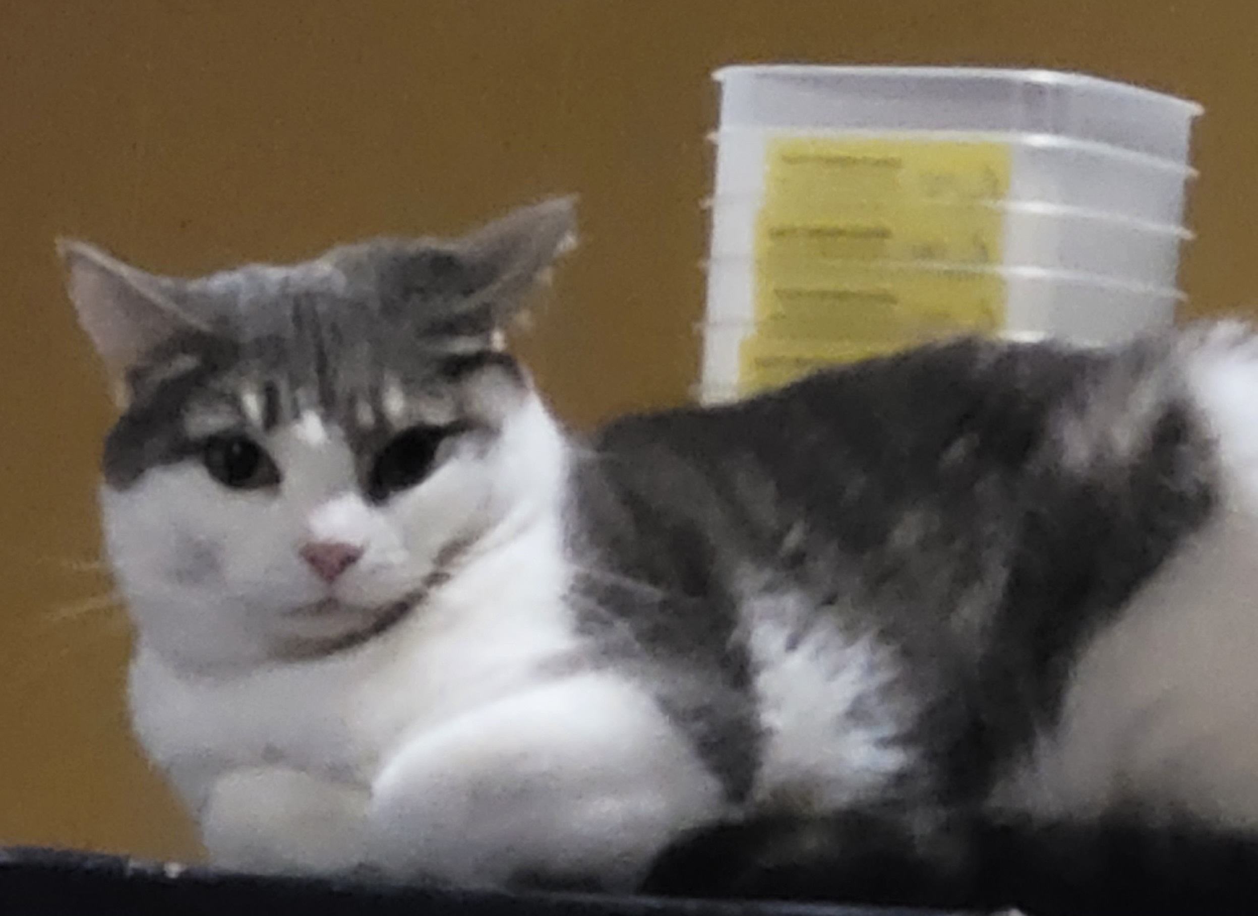 Enlarge Tink, a Adoptable Domestic Short Hair in Ashland, VA image 4/5