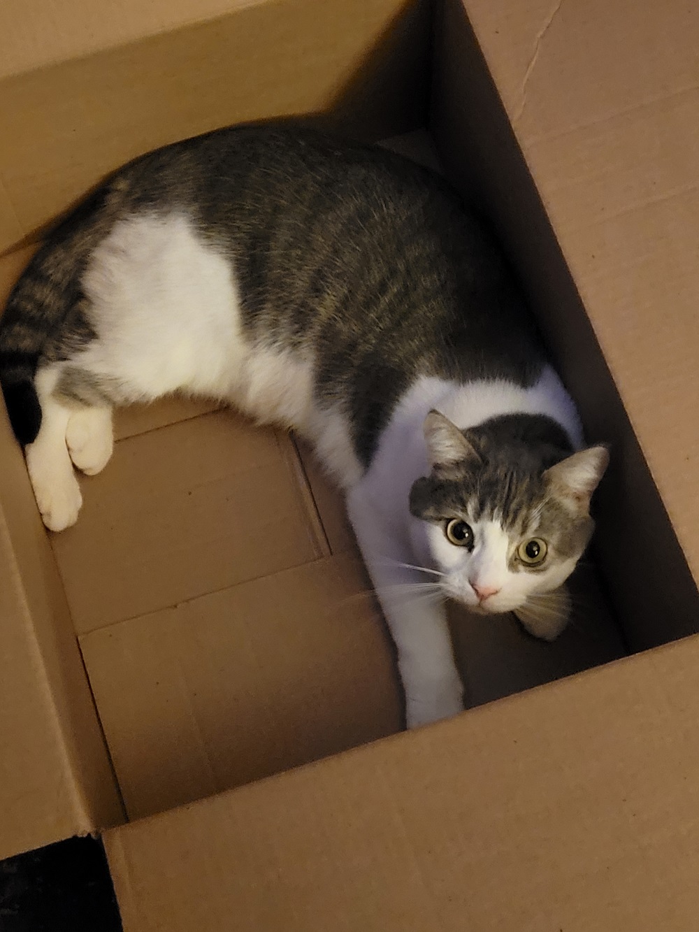 Enlarge Tink, a Adoptable Domestic Short Hair in Ashland, VA image 5/5