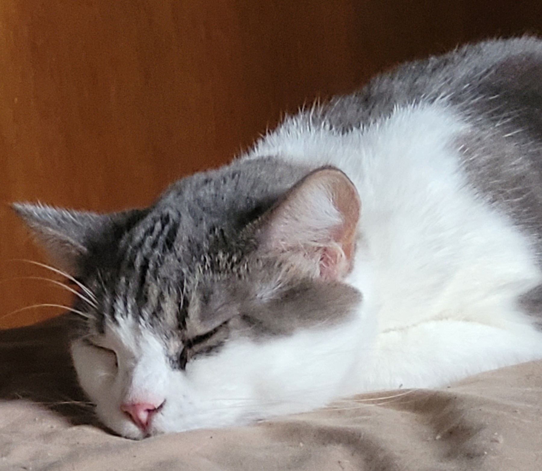 Enlarge Tink, a Adoptable Domestic Short Hair in Ashland, VA image 2/5