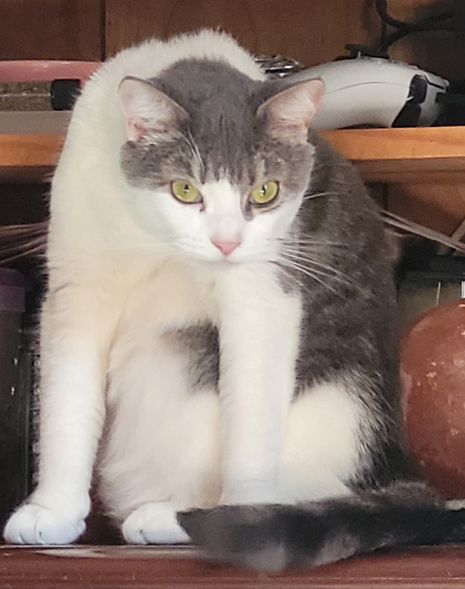 Enlarge Tink, a Adoptable Domestic Short Hair in Ashland, VA image 3/5