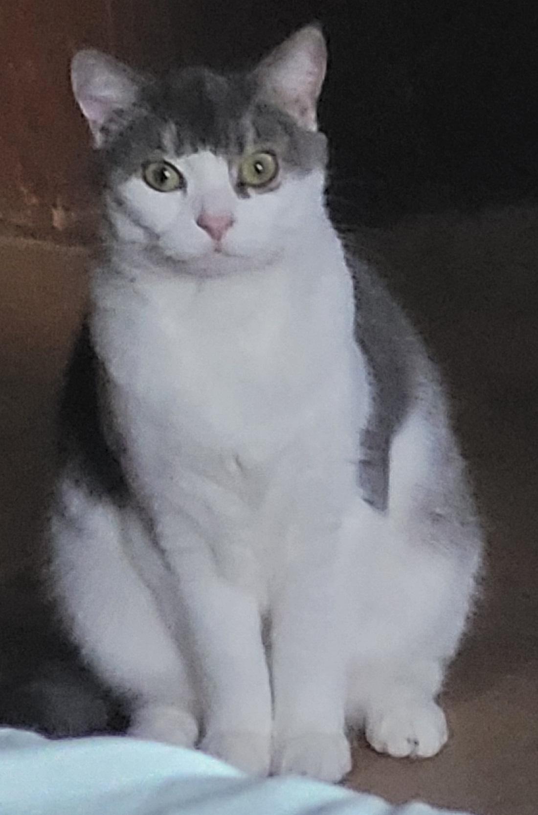 Enlarge Tink, a Adoptable Domestic Short Hair in Ashland, VA image 1/5