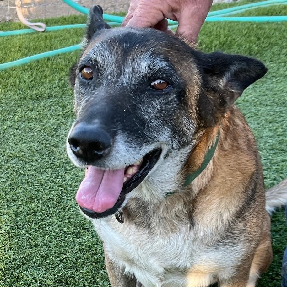 Lissa, Adoptable, Adult Female Belgian Shepherd / Malinois & German Shepherd Dog.