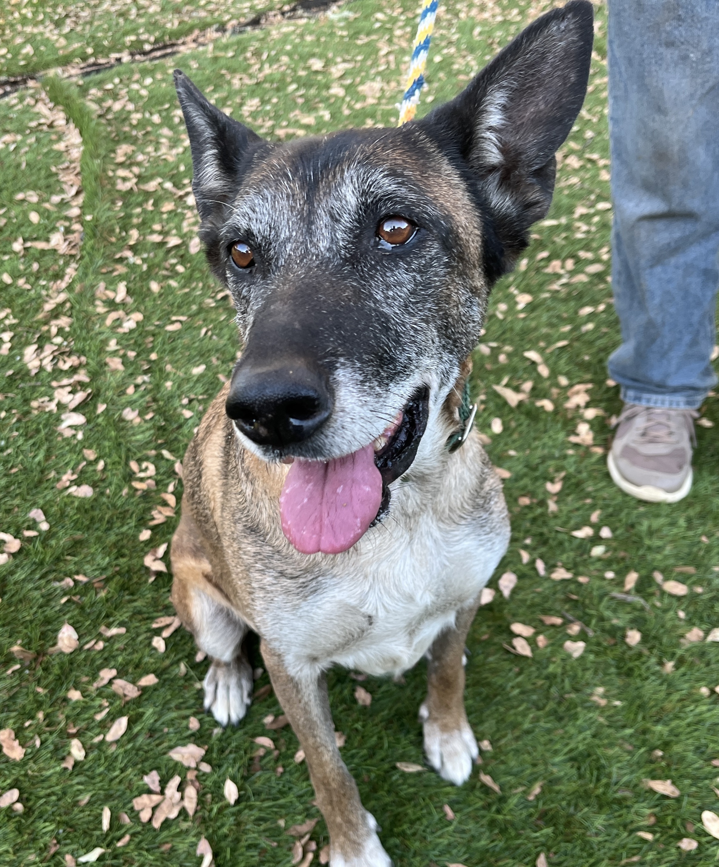 Lissa, a Adoptable mixed breed in Wingdale, NY image 3/3